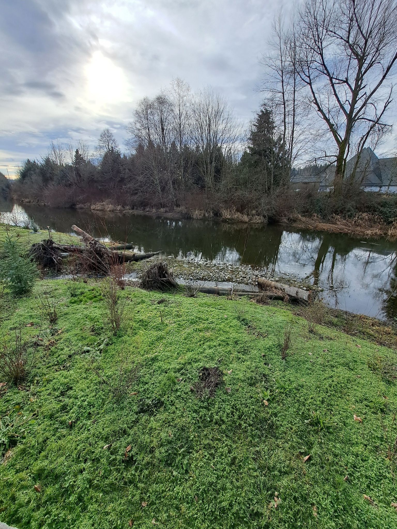 Overcast day, a calm river flows past a grassy bank with fallen logs. - Sammamish River Trail