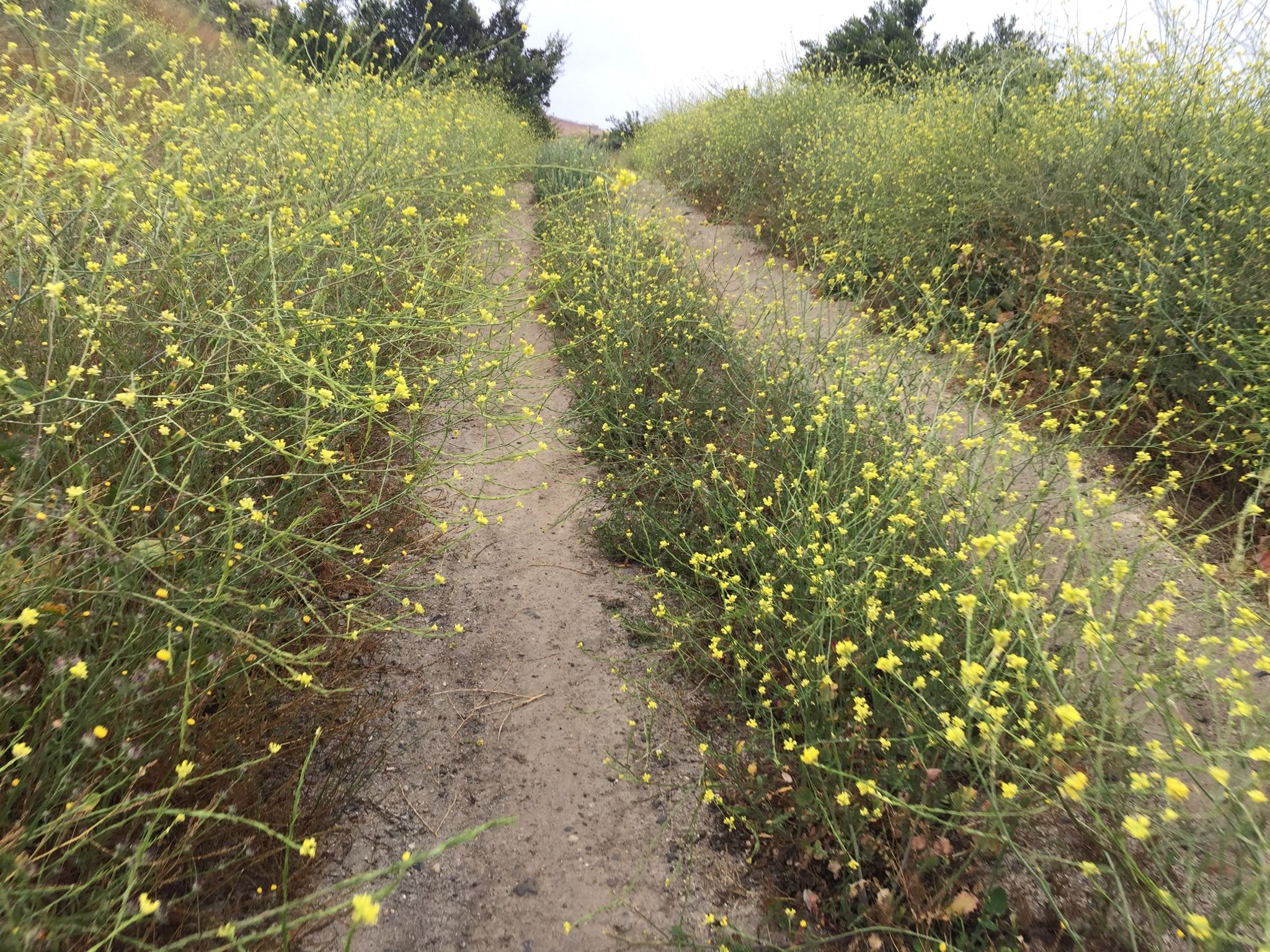 A dirt path winding through fields of vibrant yellow wildflowers under an overcast sky. - Trabuco Creek – Waterworks Flow Trail loop from Mission Hospital