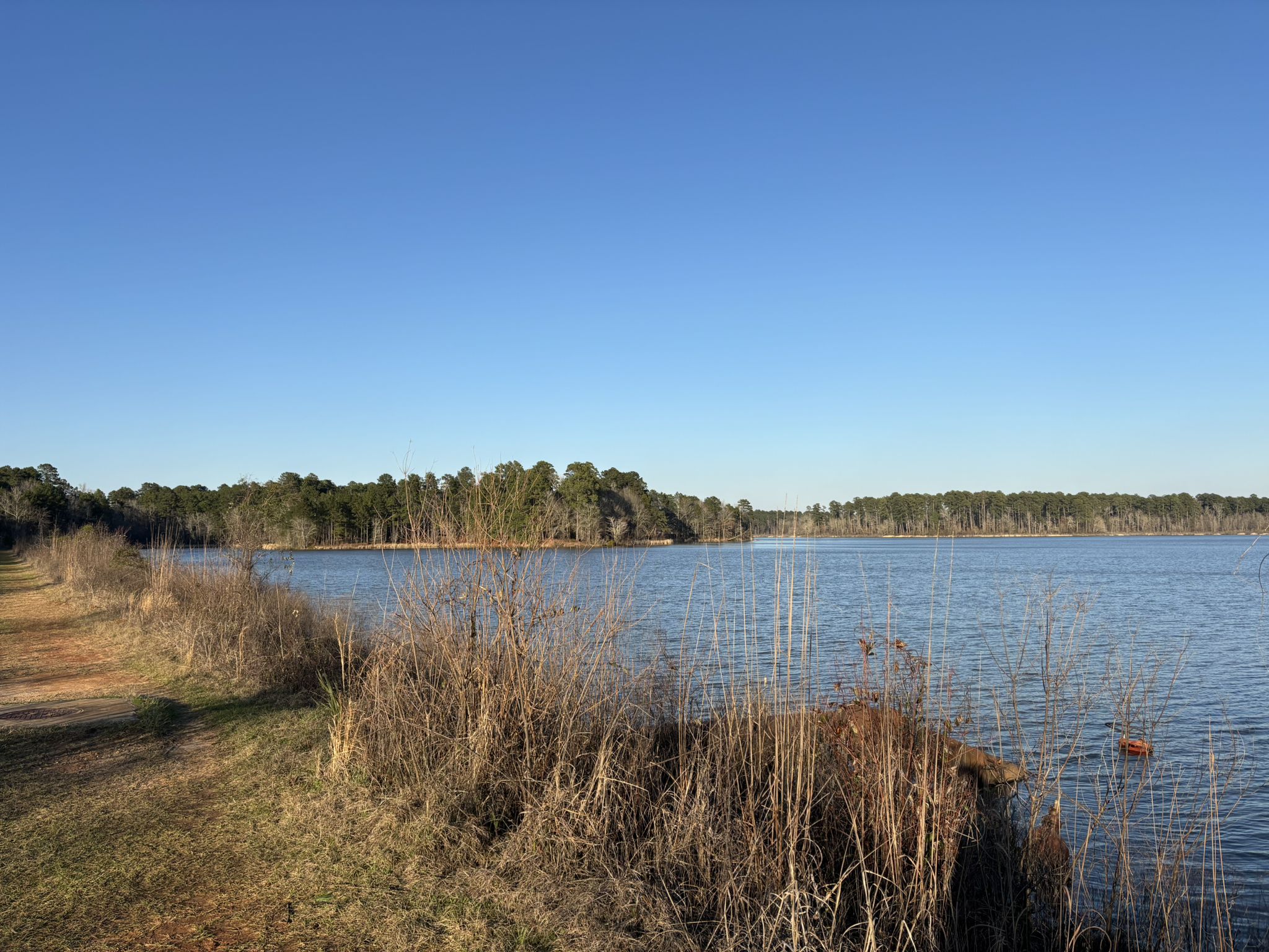 Sunny lake view with dry grass in foreground and distant trees. - Sugar Cane Trail