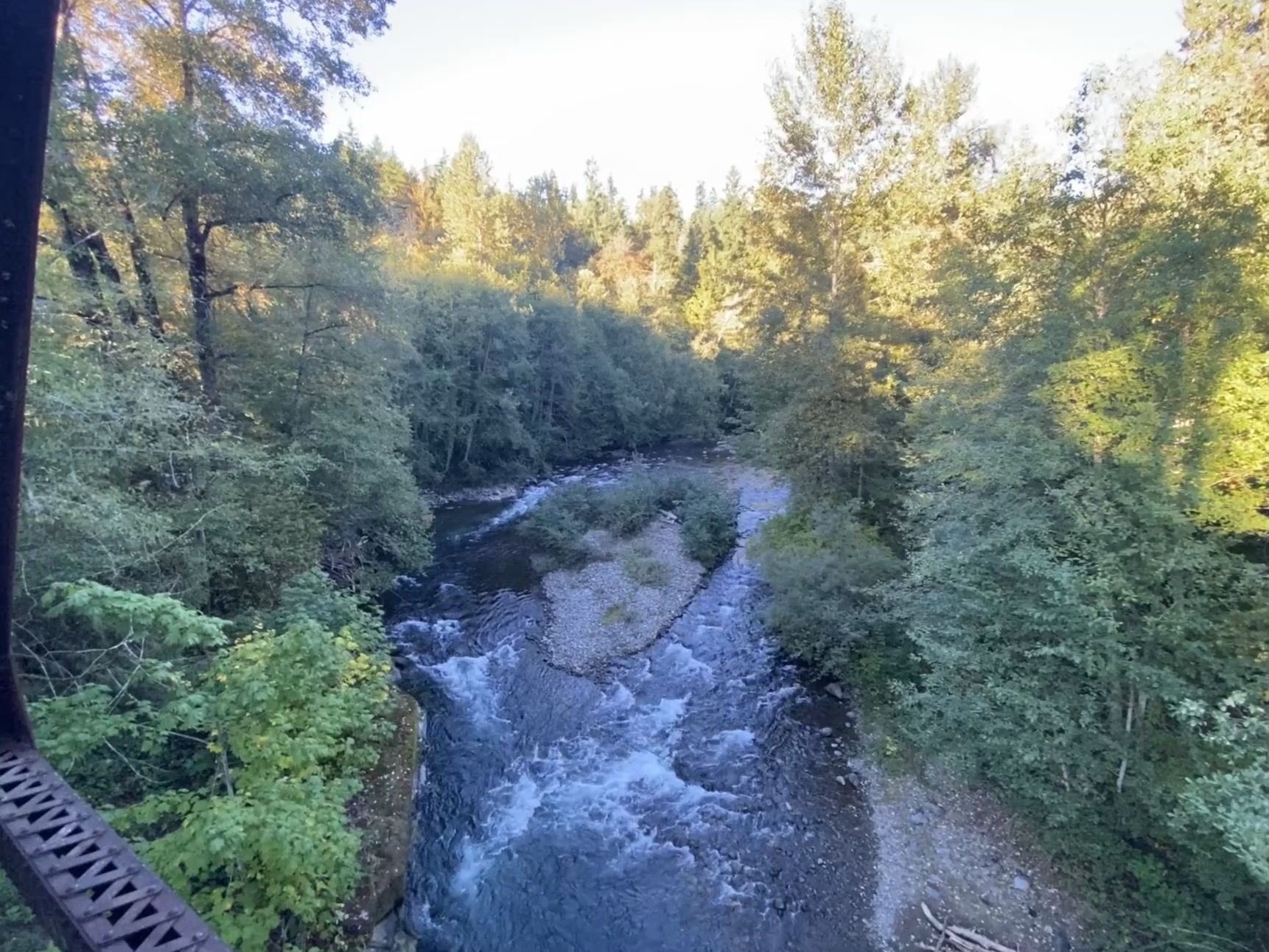 A rushing river with rapids winds through a dense, sunlit forest. - Cedar River Trail