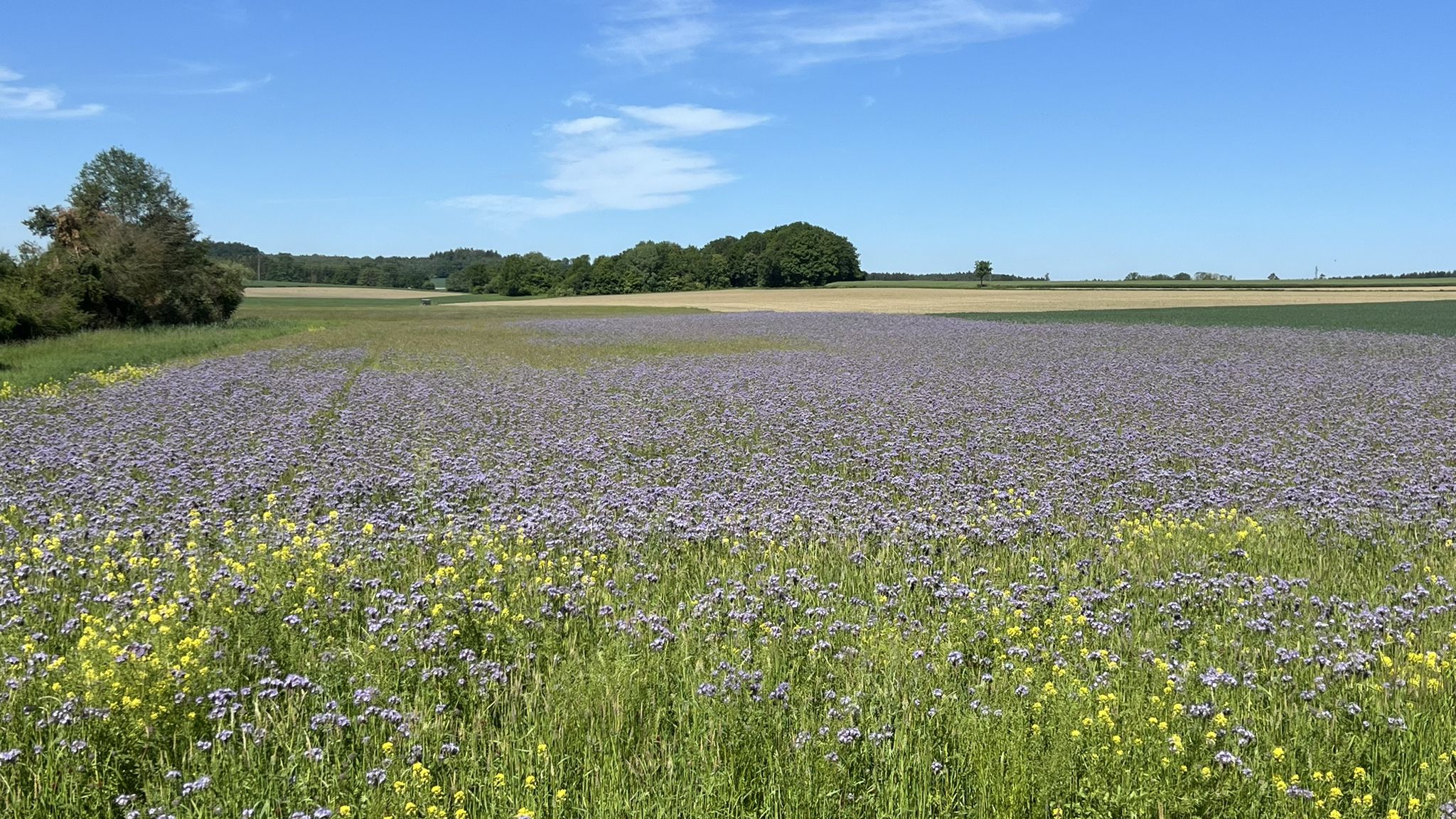 Blaues Feld..🤩..die 🦋 🐝 freuen sich