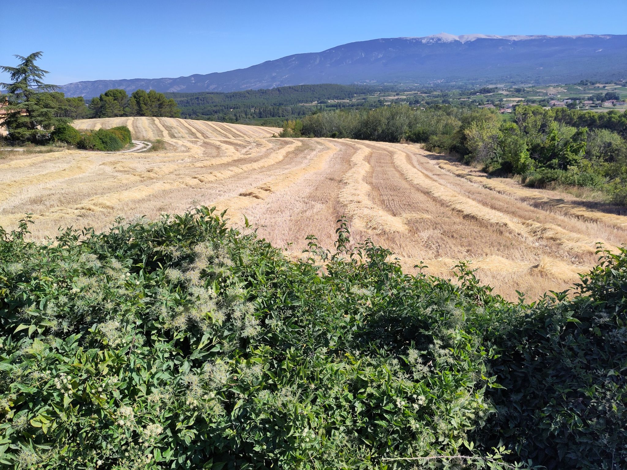 Champ de paille, avec le Mont Ventoux en arrière plan