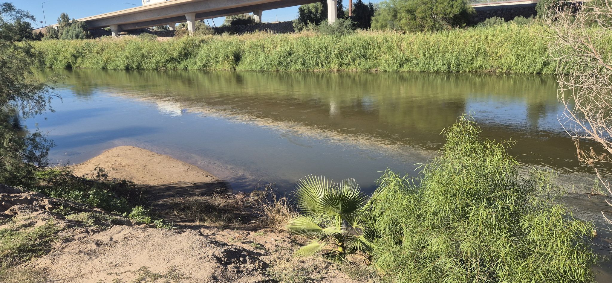 River flowing past tall green reeds, with a bridge in the background. - Pivot Point Park – Riverside Park loop from Centennial Middle School
