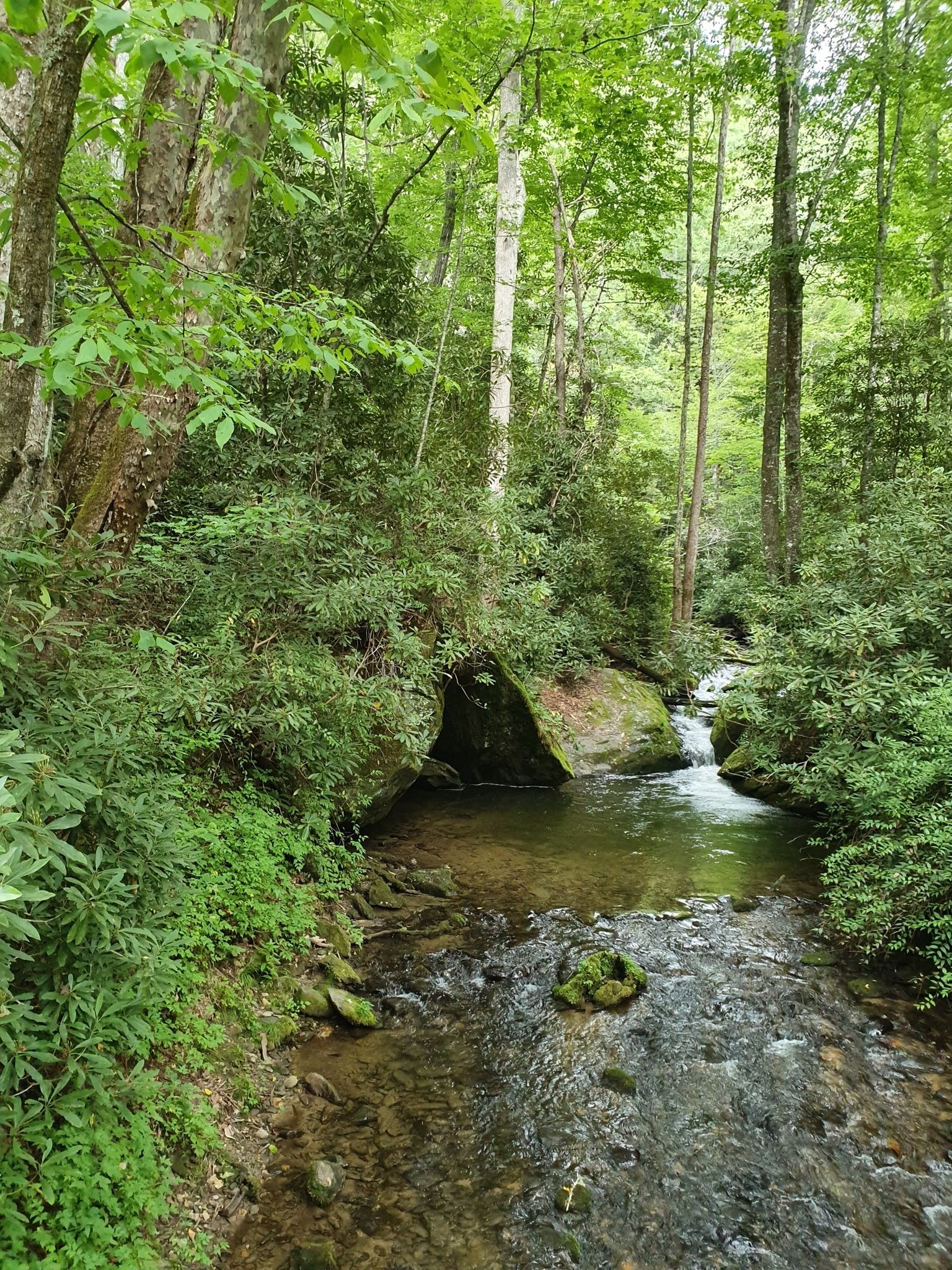 Clear stream flowing over rocks through a dense, green forest. - Deep Creek Waterfalls Loop