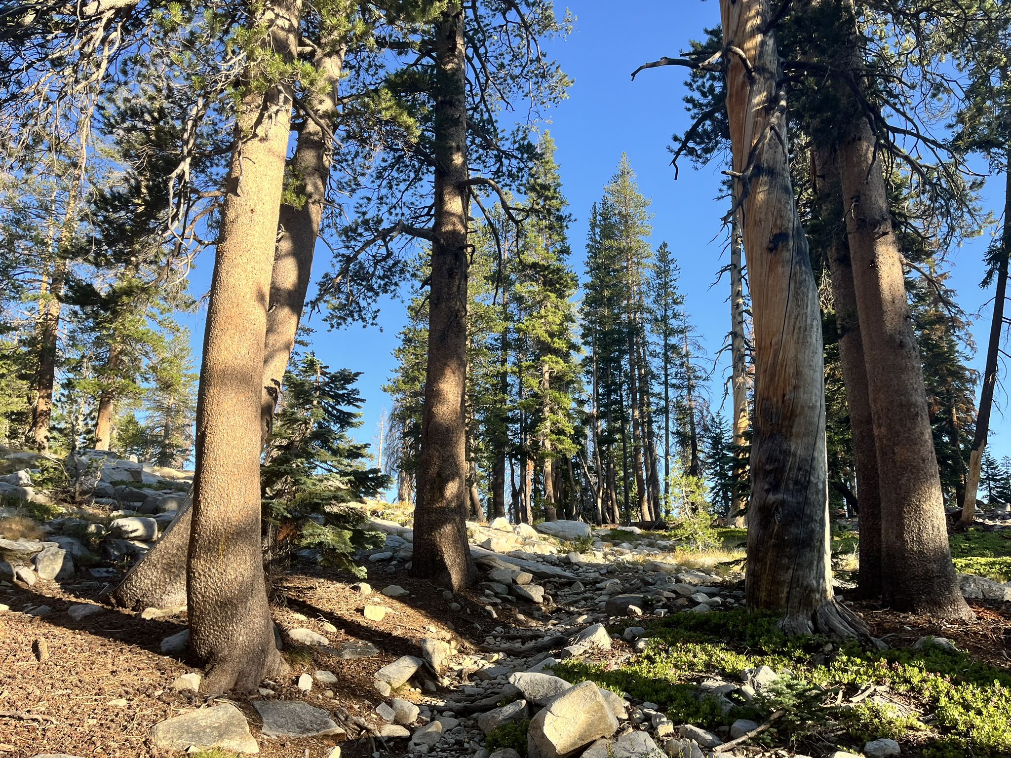 Sunny forest path with tall pine trees and rocky ground. - Weaver Lake Trail