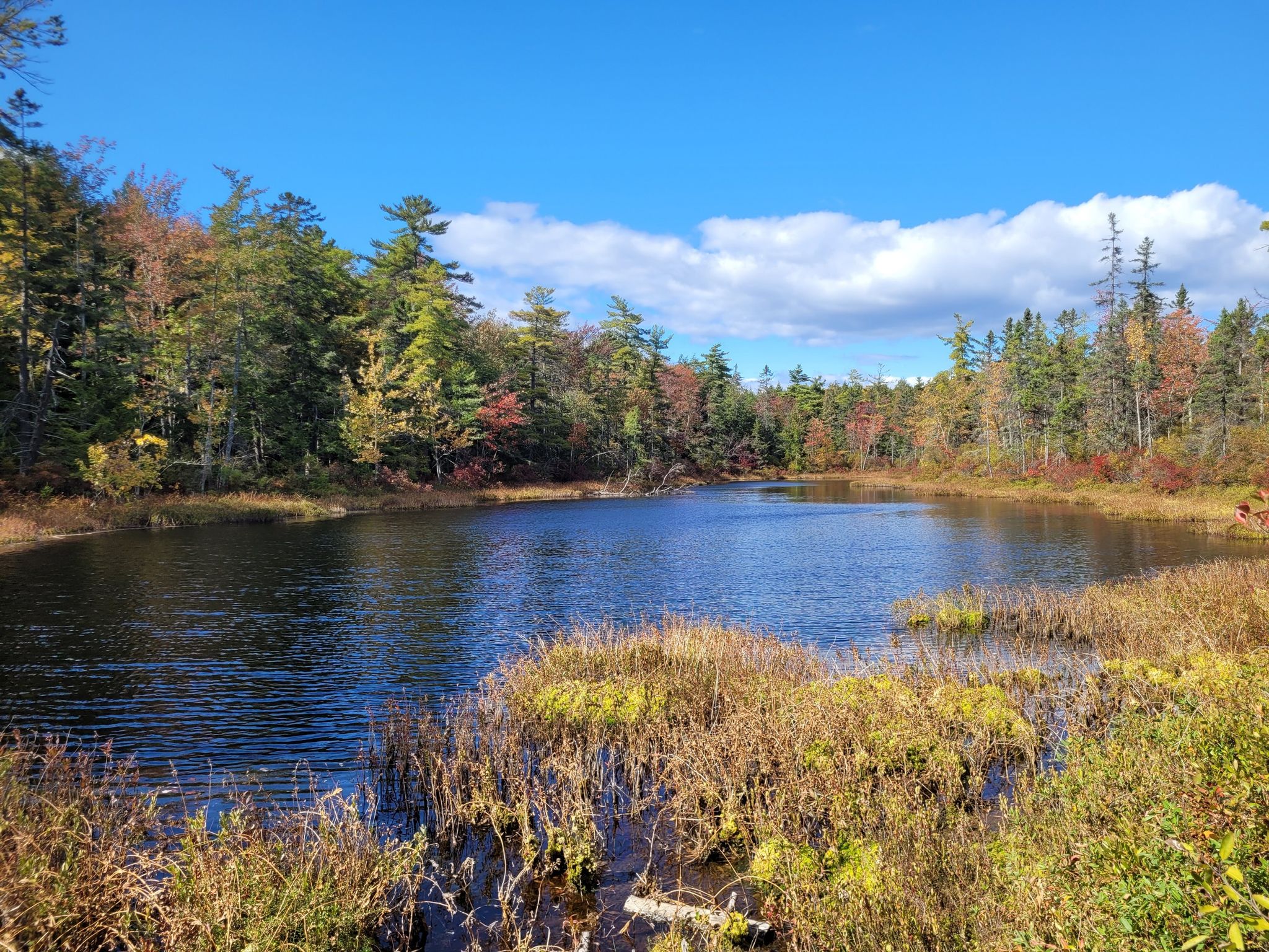 A calm pond surrounded by vibrant autumn trees and marshy vegetation under a blue sky. - Lake Bonita and Lake Ann Loop