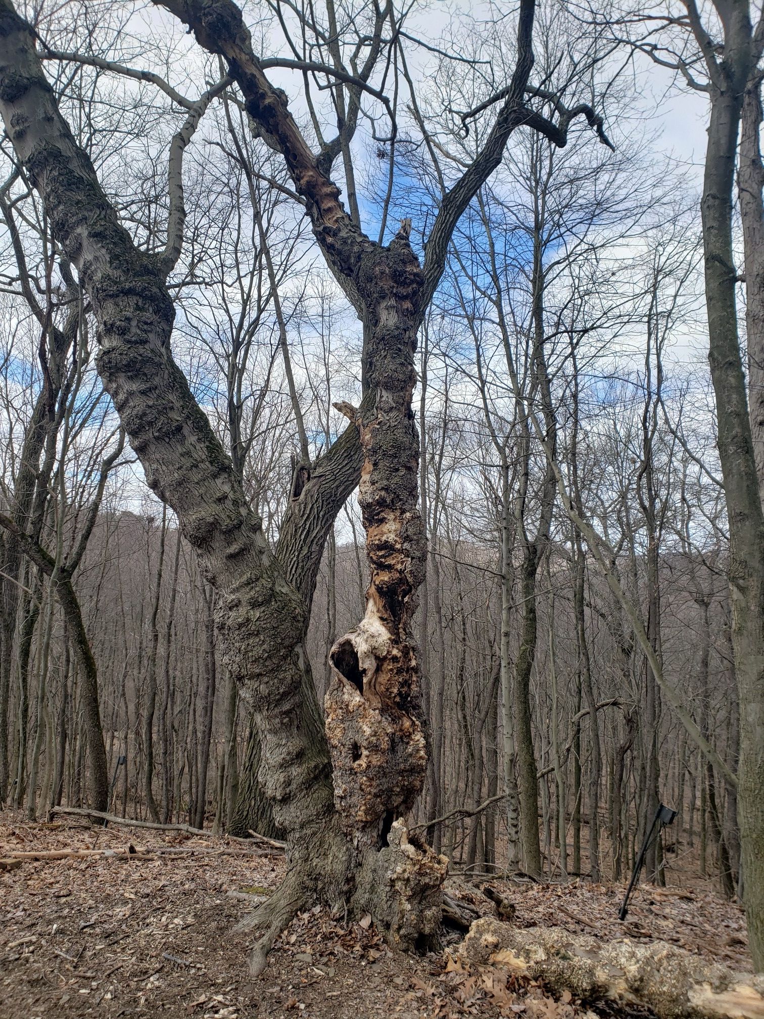 Gnarled, partially dead tree with exposed wood in a leafless forest under cloudy sky. - Beechwood Farms Nature Reserve loop