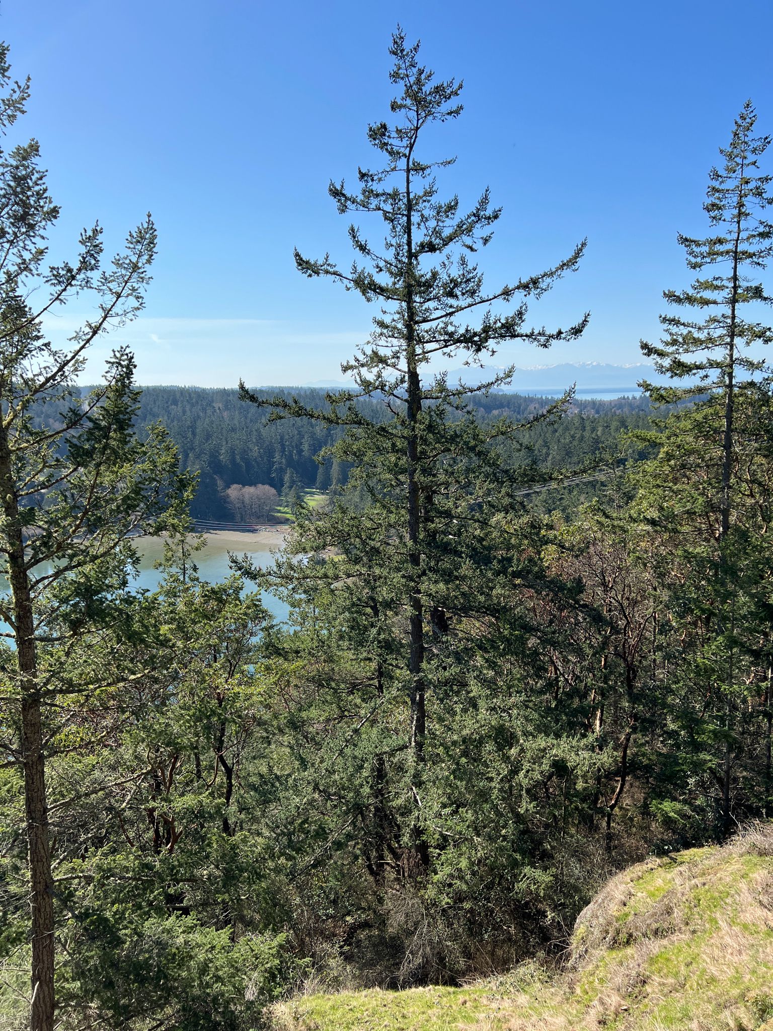 Tall pine trees frame a distant bay and forested hills under a clear sky. - Goose Rock Summit Trail