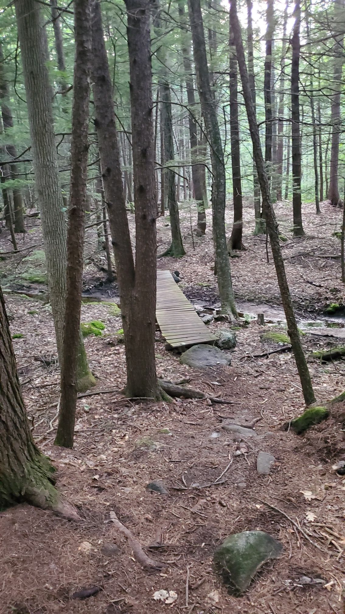 A wooden footbridge crosses a small stream in a dense, softly lit forest. - Walker Forest loop