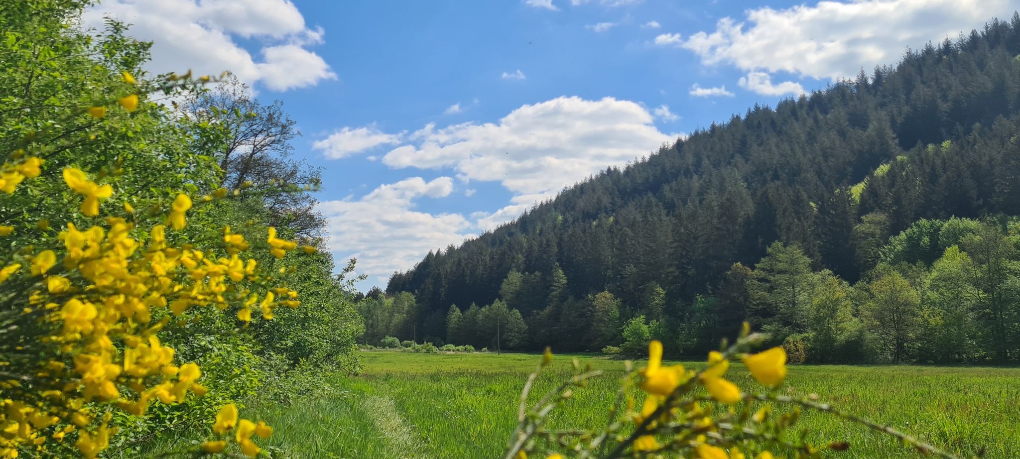 Pfälzer Wald Impressionen