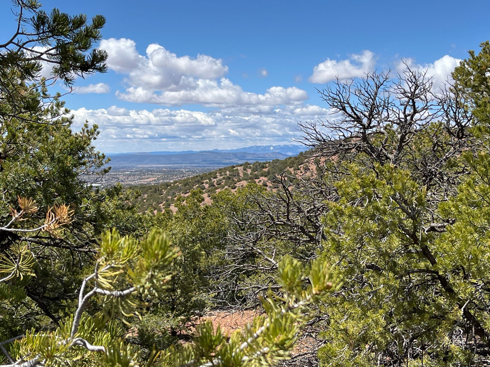 Sunny view of a vast, tree-covered valley and distant mountains. - Outer Dale Ball Trails loop