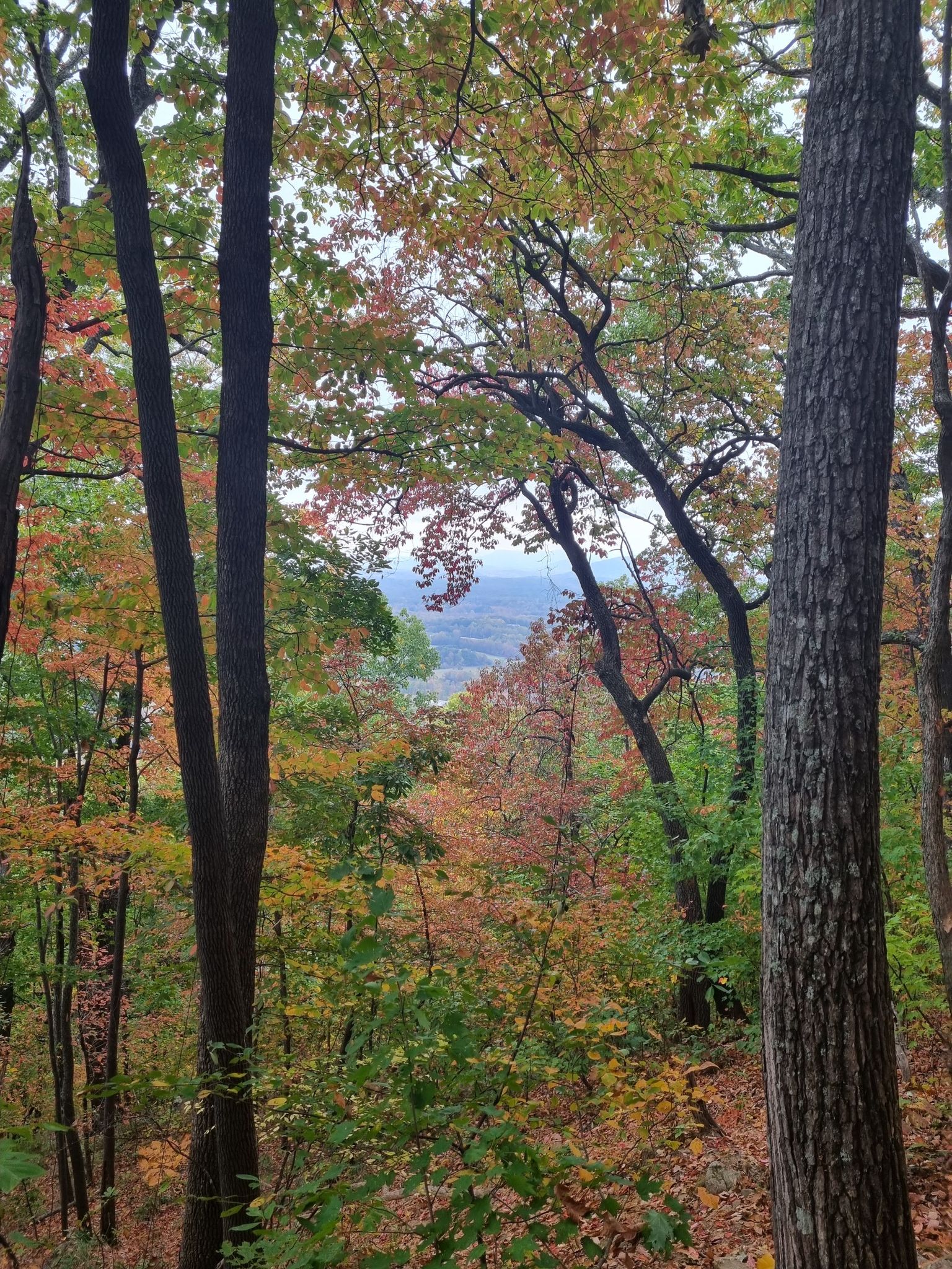 Autumn forest with colorful leaves and a distant hazy mountain view. - Yonah Mountain Trail