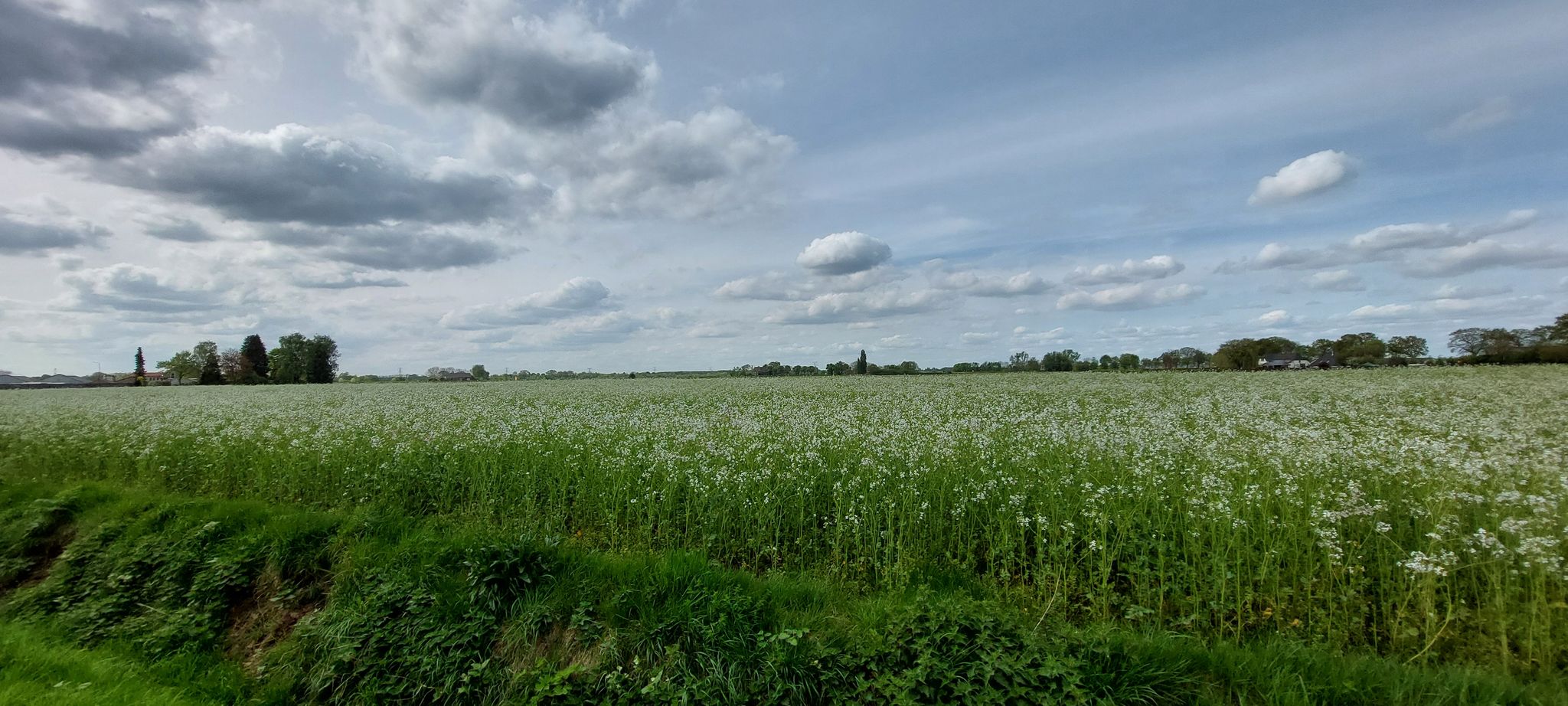 Groot veld vol witte (kleinebloemige) bloemen; Wat is het, wie weet dat?