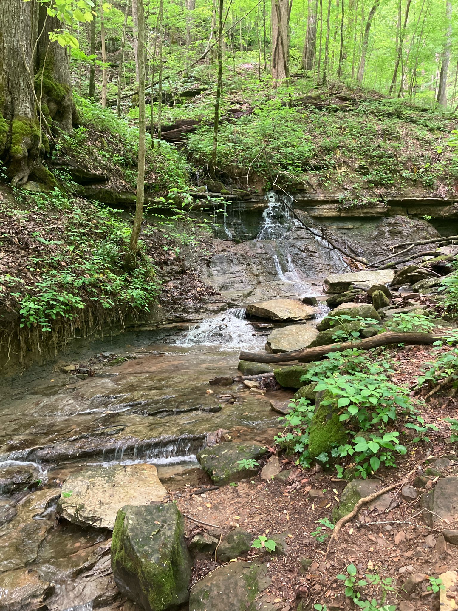 A rocky stream with small cascades flowing through a green forest. - Green's View loop from Sewanee