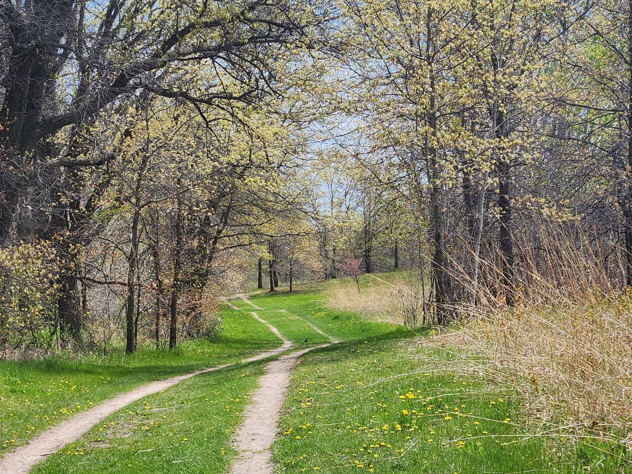 Winding dirt path through a vibrant green forest with new spring leaves. - Berschen's Pond loop from The Farms