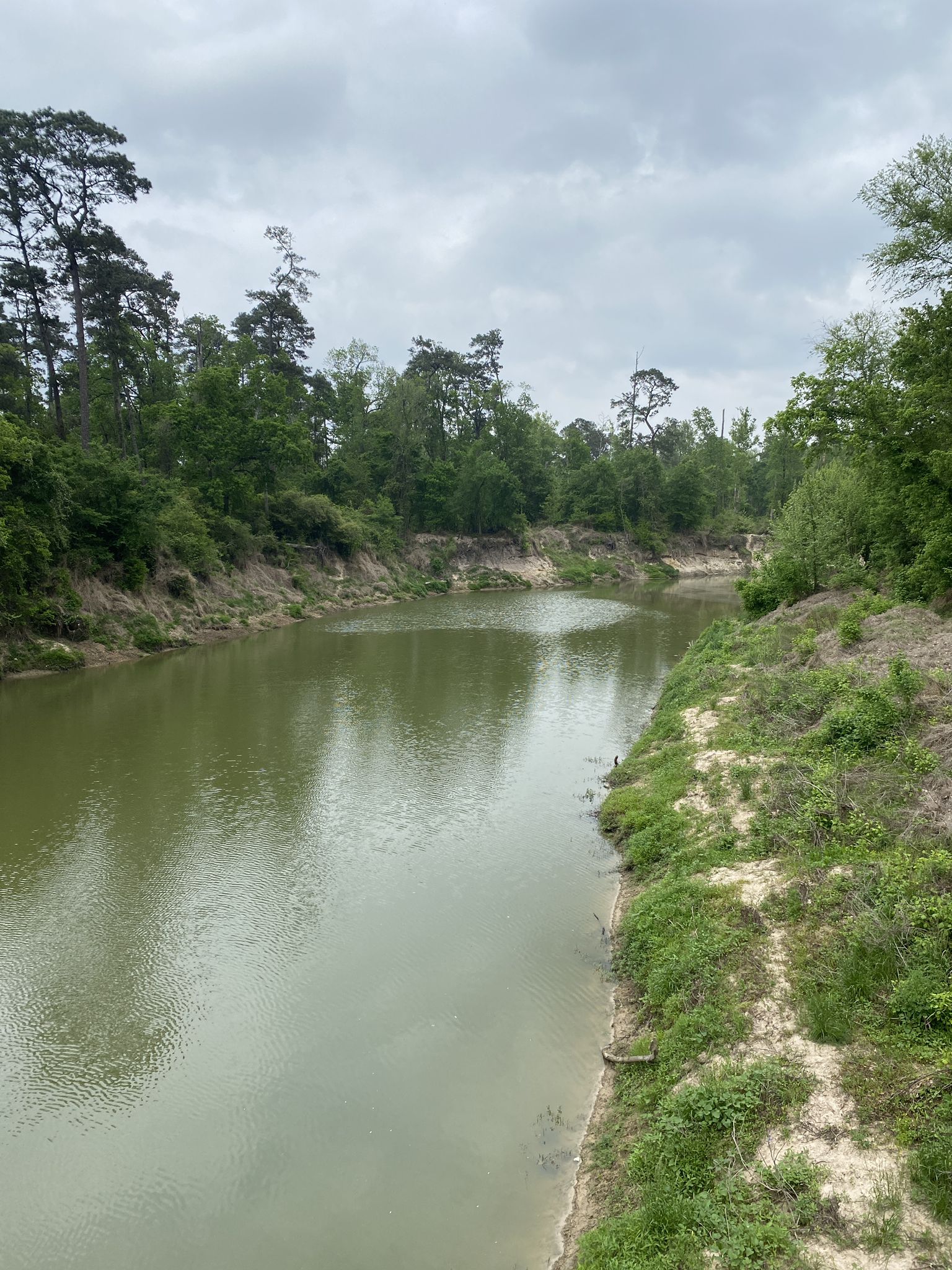 Wide, green river flowing between steep, sandy banks and dense trees. - Spring Creek Greenway loop from Walmart Supercenter