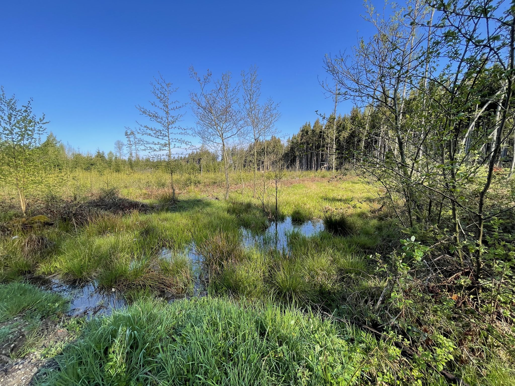 Wald bei Untergebertsham
