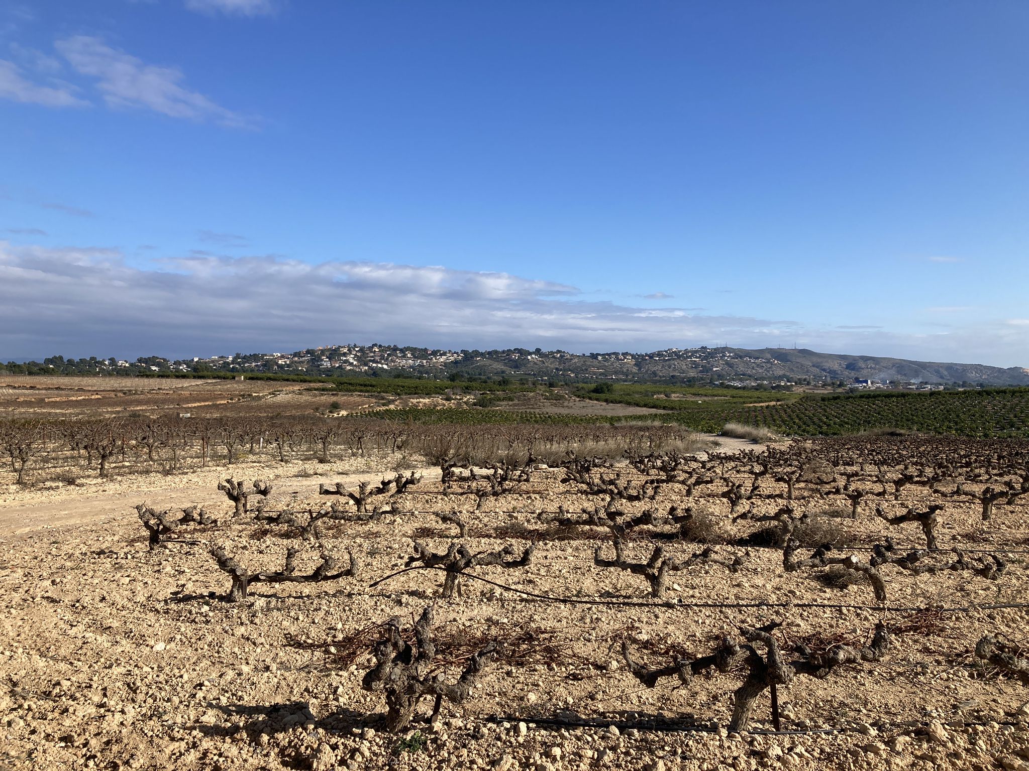 Viñedos
