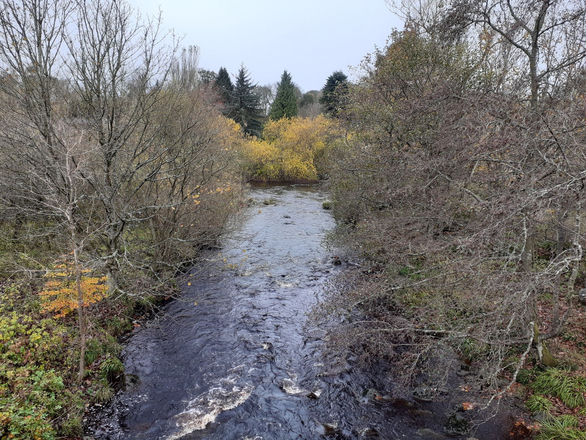 Autumn colours where the Murieston Water meets the River Almond.