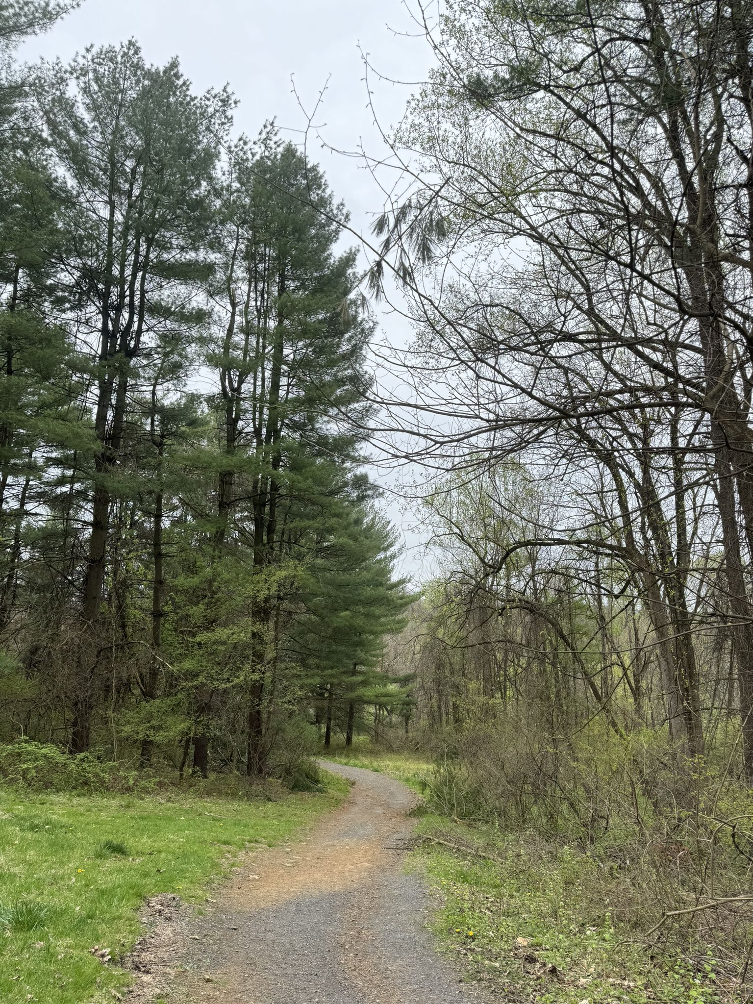 A dirt path winds through a forest with tall evergreens and bare trees. - Bogert Covered Bridge – Nice bridge with trail by river loop from Lehigh Valley Hospital