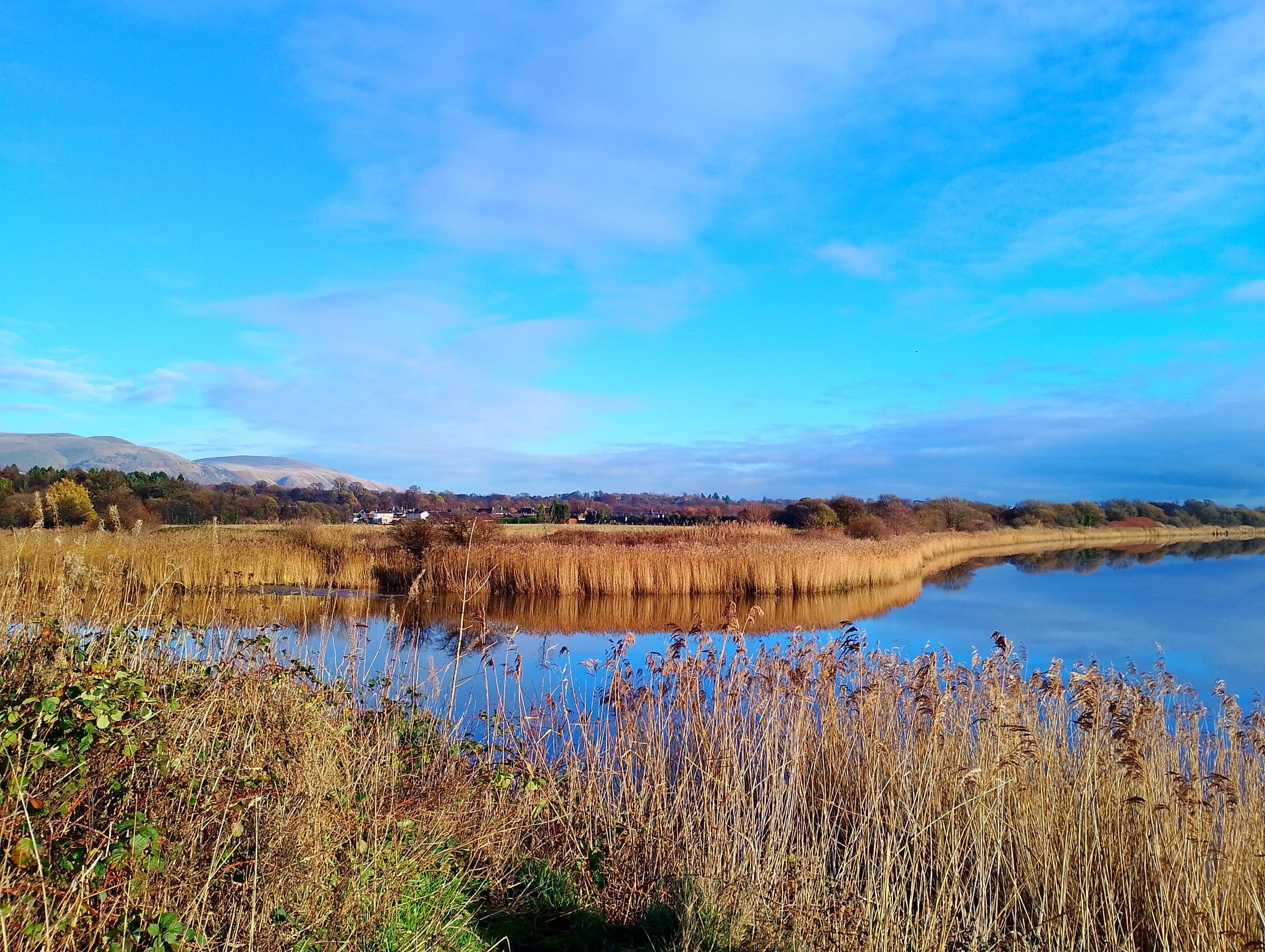 River Forth view from Cambus pools nature reserve.