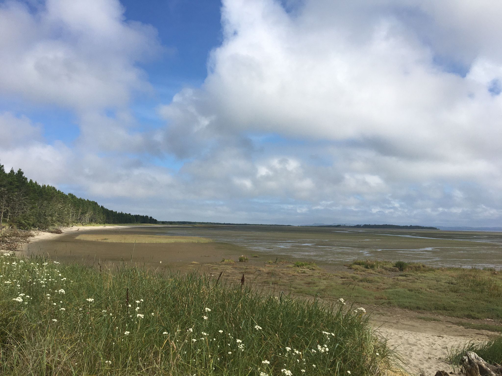 Expansive marshy bay at low tide with a forested shoreline under a cloudy sky. - Bay Loop Trail