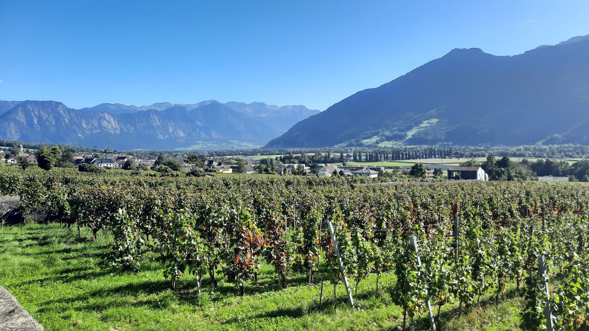 Weinberge vor Maienfeld