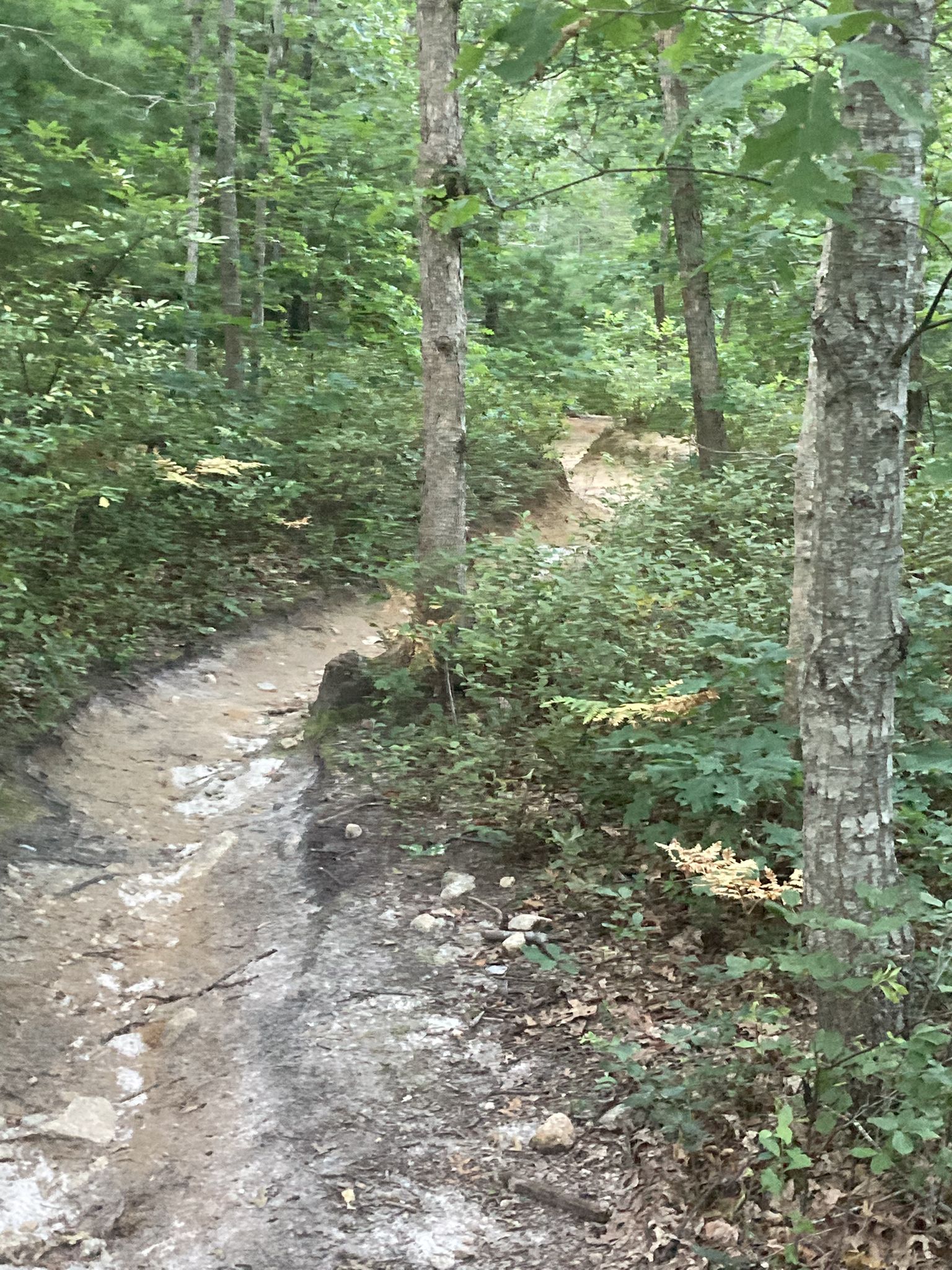 An eroded, winding dirt path with exposed roots through a lush green forest. - Pine Hills – Manomet Hill loop from Pilgrim Nuclear Power Station