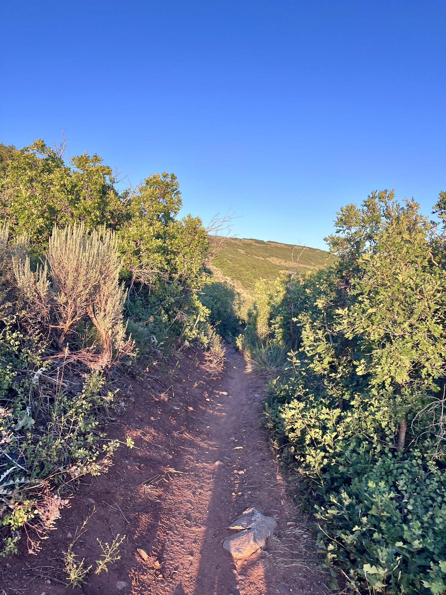 A narrow dirt path through dense green brush, with long shadows. - Swaner Nature Preserve – Stealth Trail loop from Awards bus stop