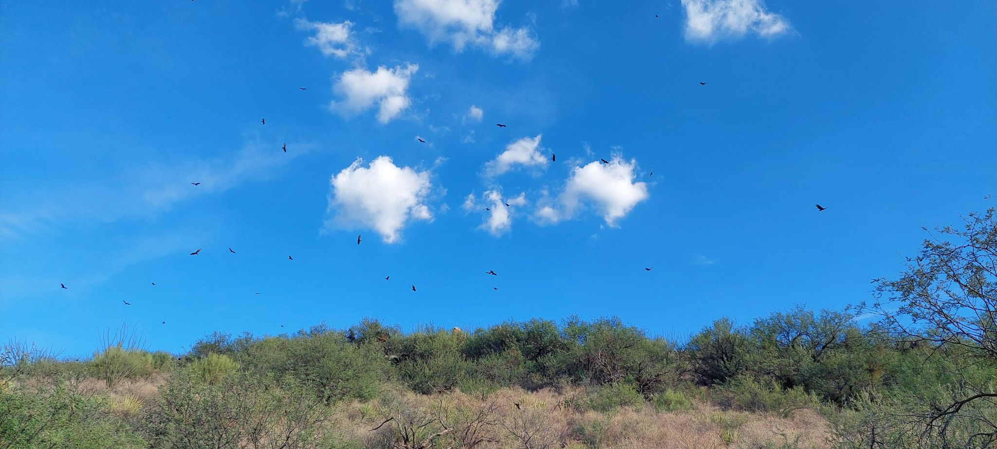 Flock of birds soaring in a bright blue sky with scattered white clouds. - Running loop from AZT Trailhead