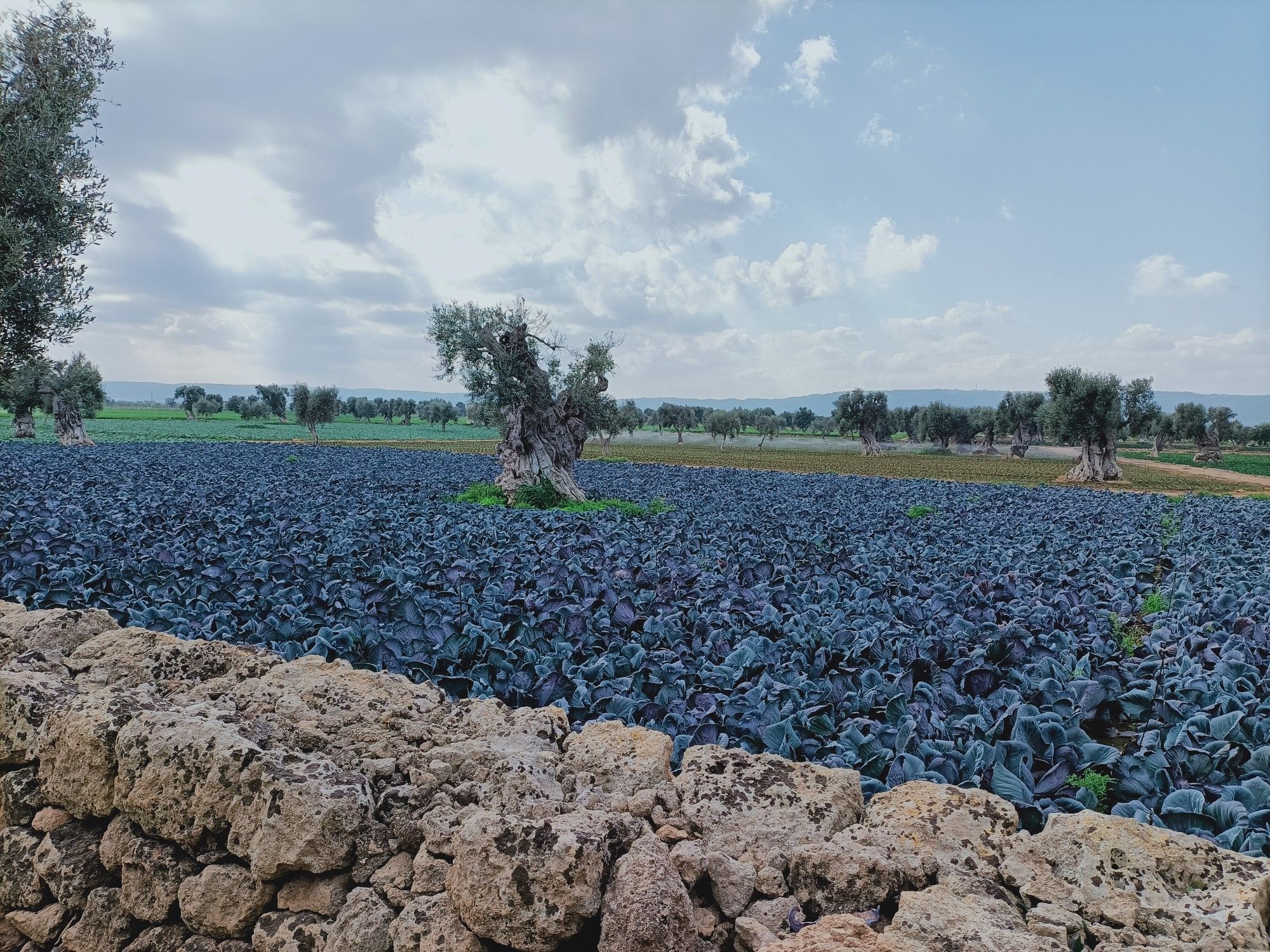 Colori a Fasano