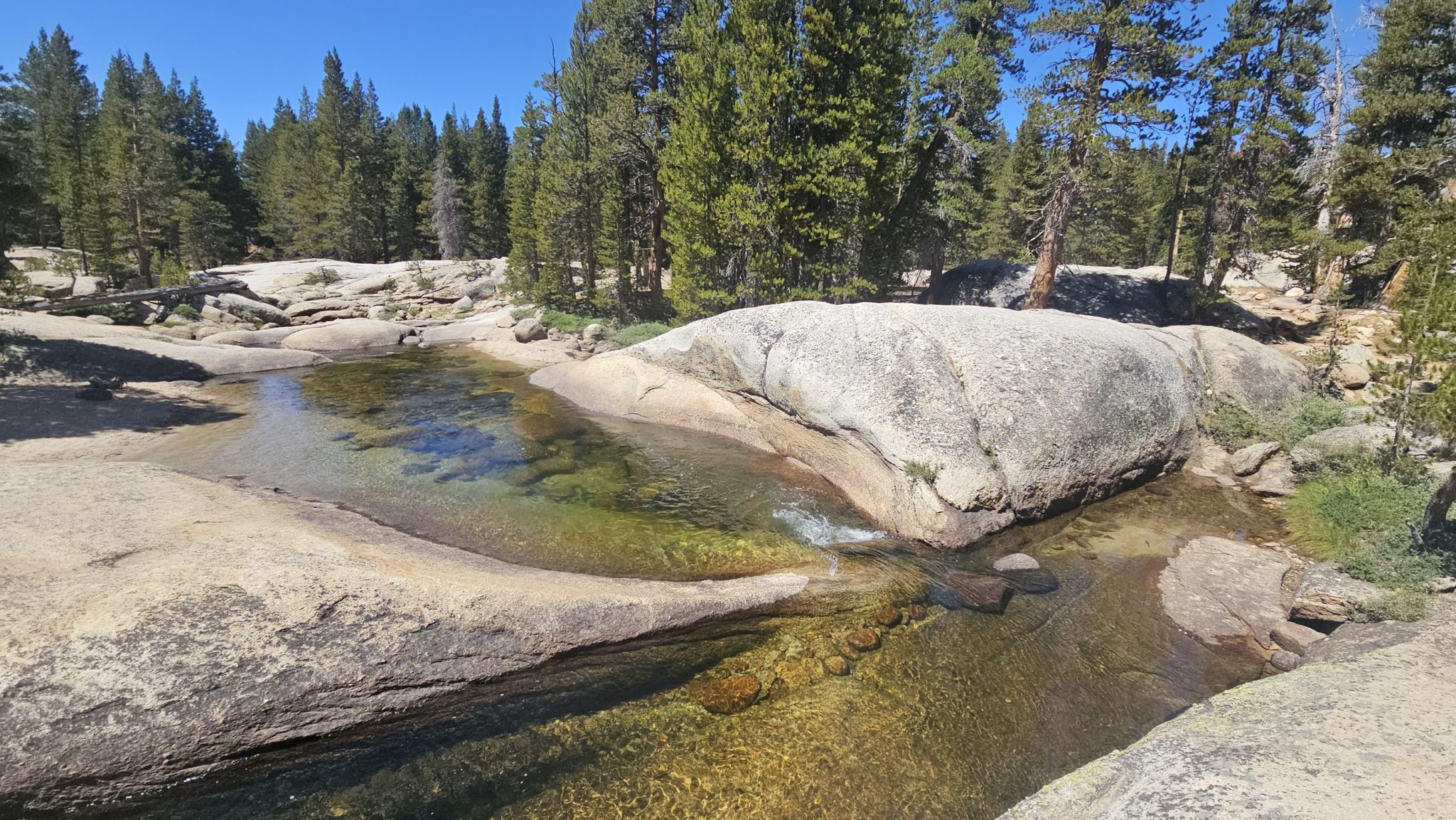 Clear stream flows over smooth granite rocks, surrounded by green pine trees. - Lyell Canyon