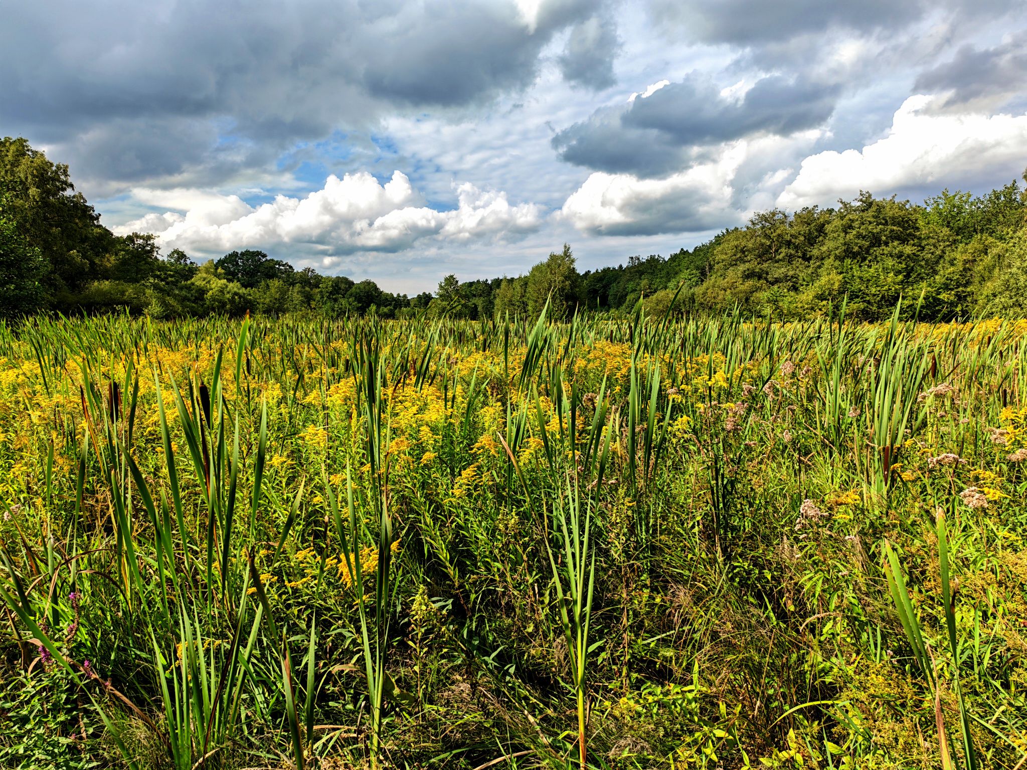 Blick ins Moor