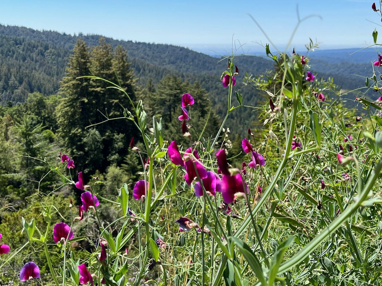 Bright purple wildflowers in foreground with green forested hills under sunny sky. - Eureka Canyon loop