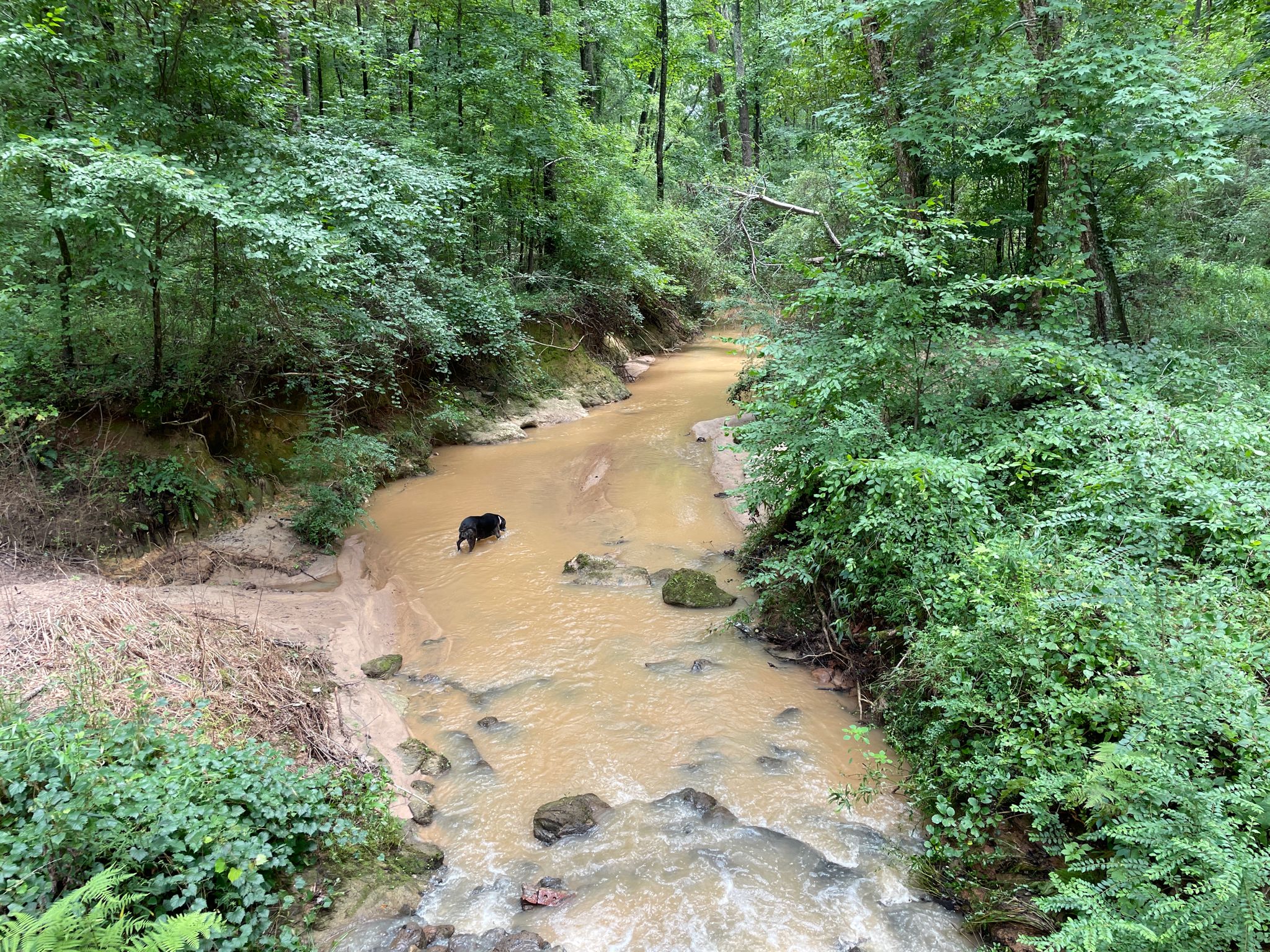Black dog wading in a muddy stream through a dense green forest. - Aboothlacoosta Creek Loop
