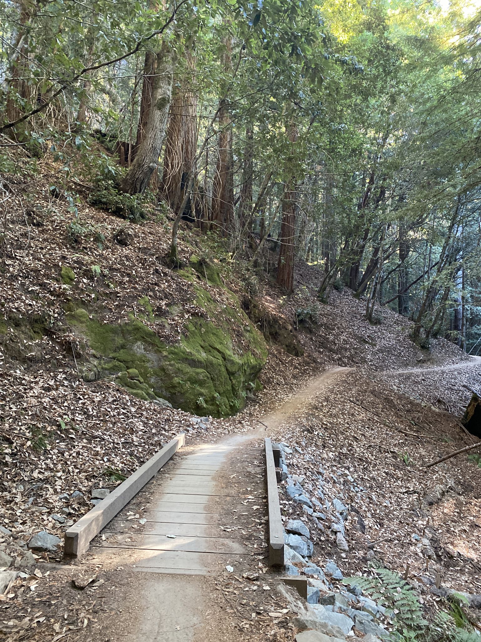Wooden bridge on a dirt trail through a green, mossy forest. - Manzanita and Gordon Mill Loop