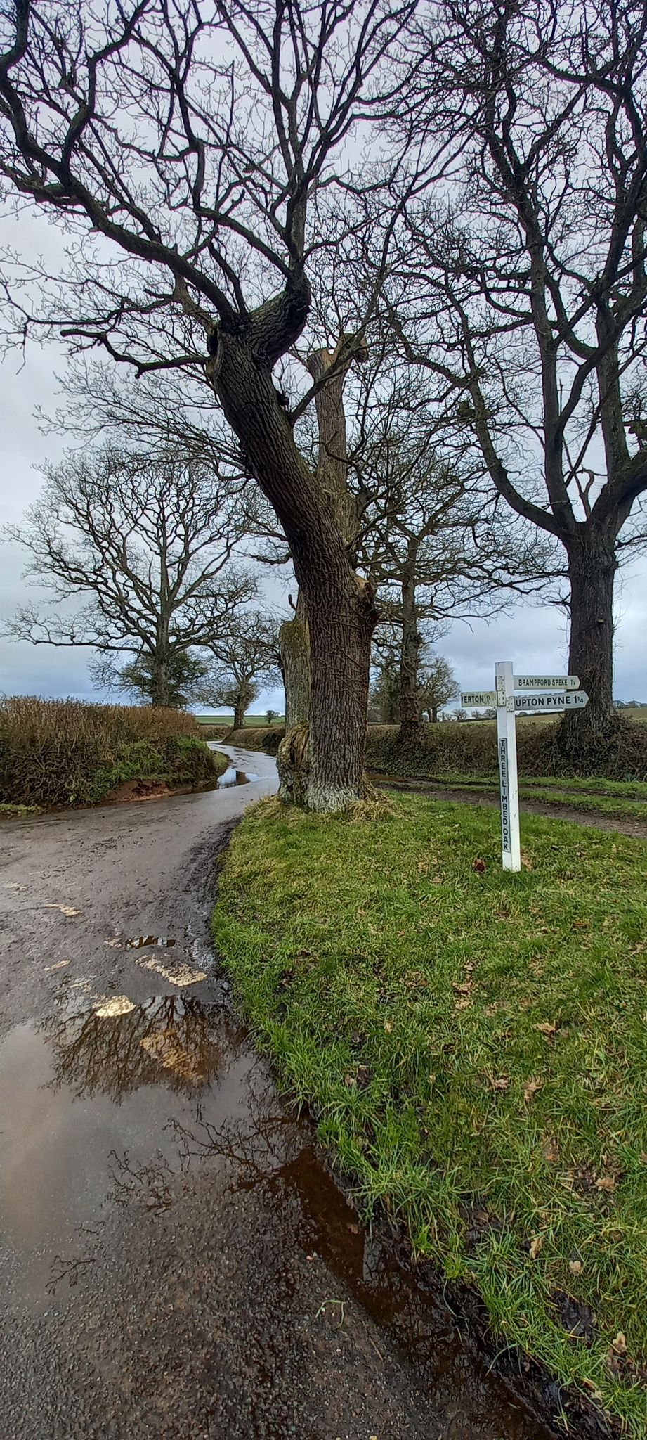 Many old oaks and half a sign post to Thorverton