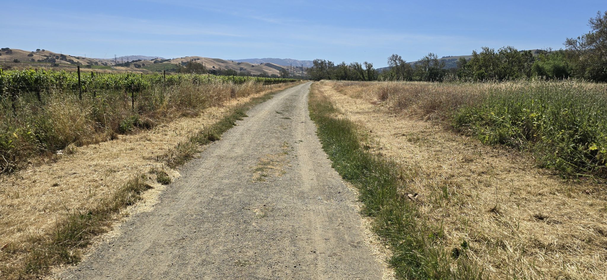 A dirt path through vineyards and dry fields under a clear blue sky. - Dry Creek Trail and Walnut Loop