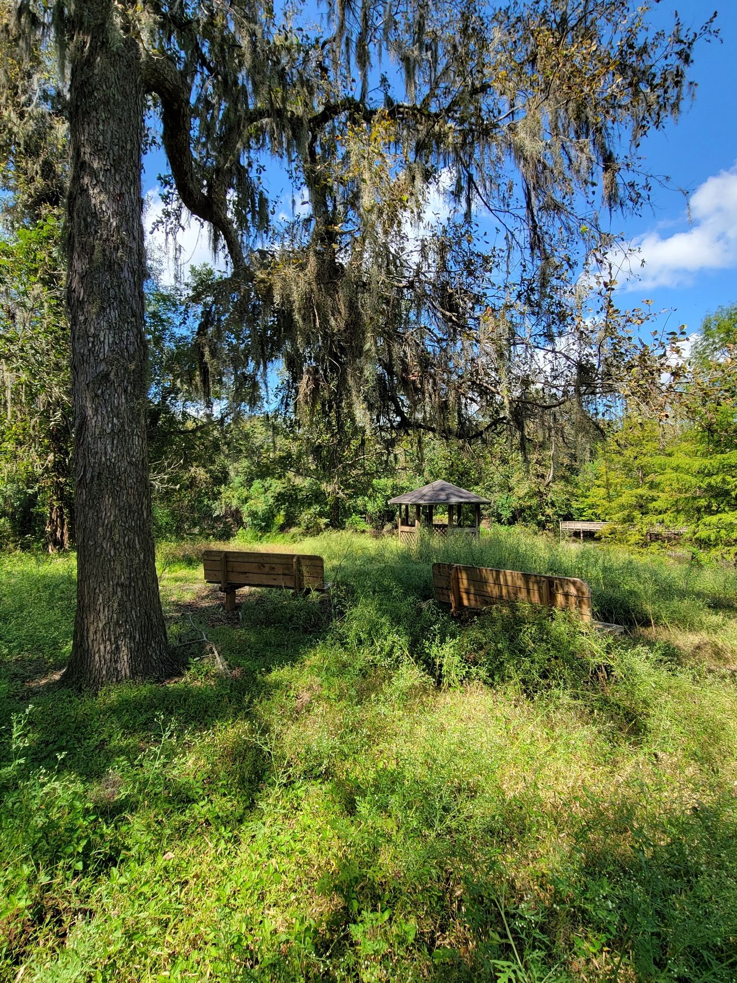 Large mossy tree, benches, and a distant gazebo in a sunny, overgrown field. - Hale Lake Loop Trail