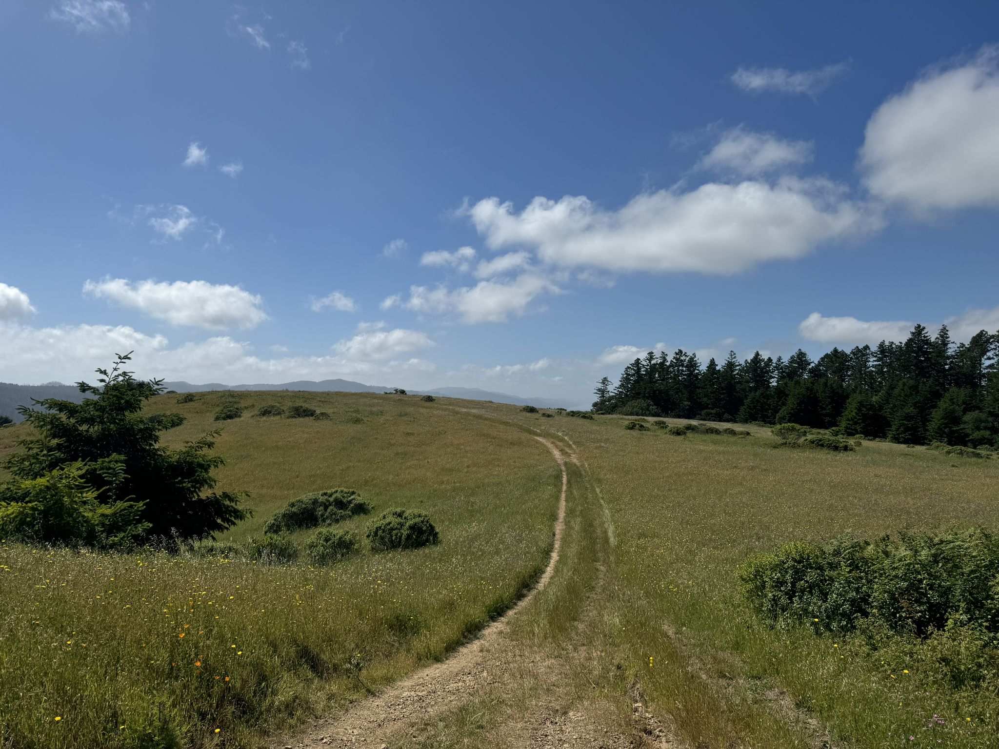 A dirt path winds through sunny green and golden grassy hills. - Bolinas Ridge Loop