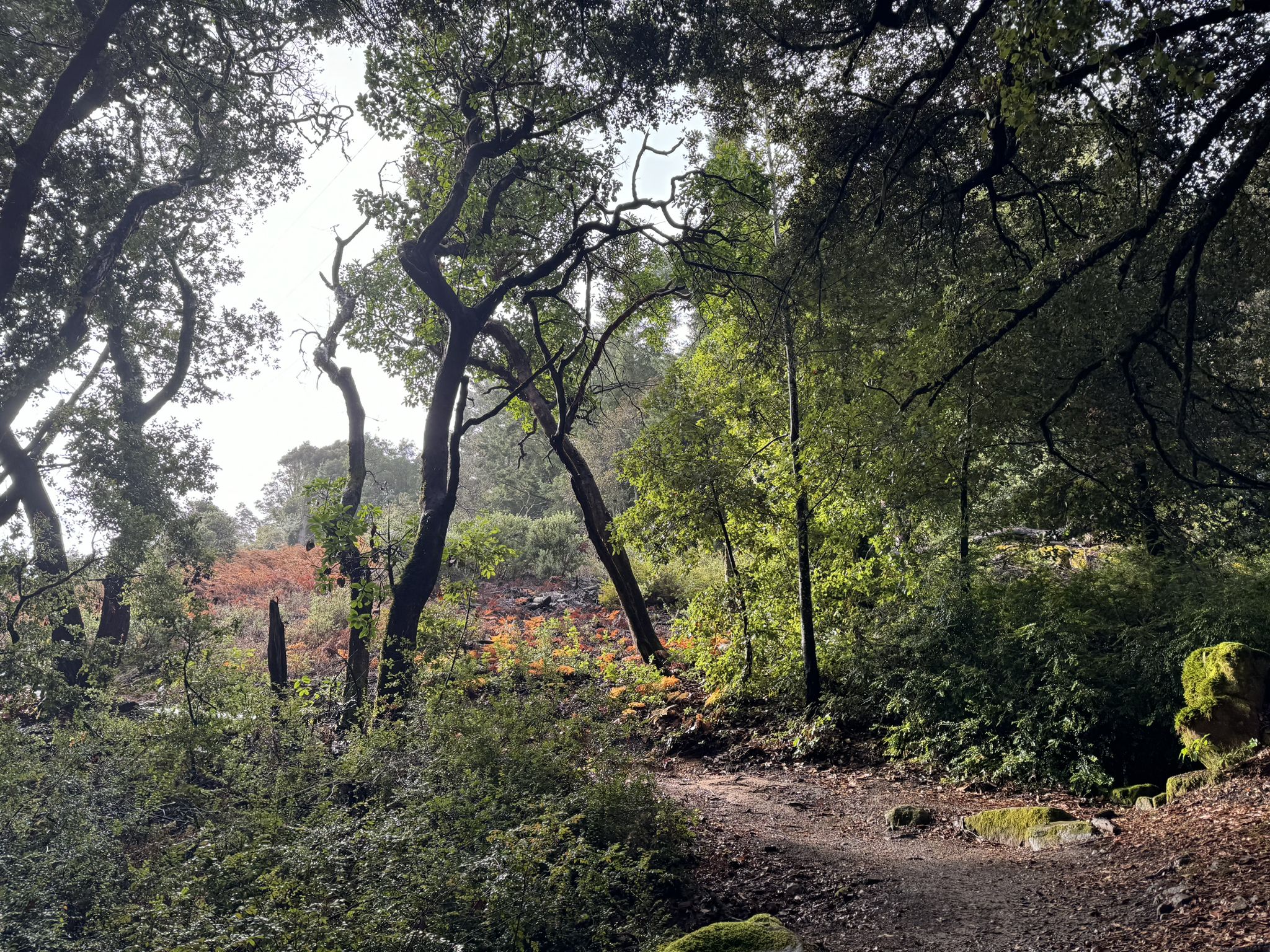 A forest path with gnarled trees and bright orange foliage in soft light. - Kings Mountain Road loop from Teague Hill Open Space Preserve