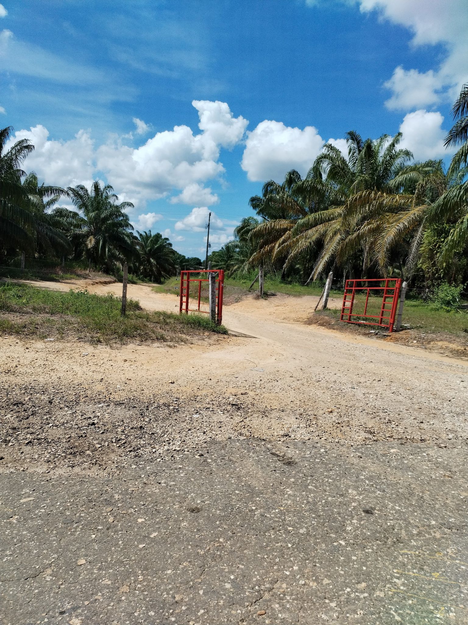 finca palmera
