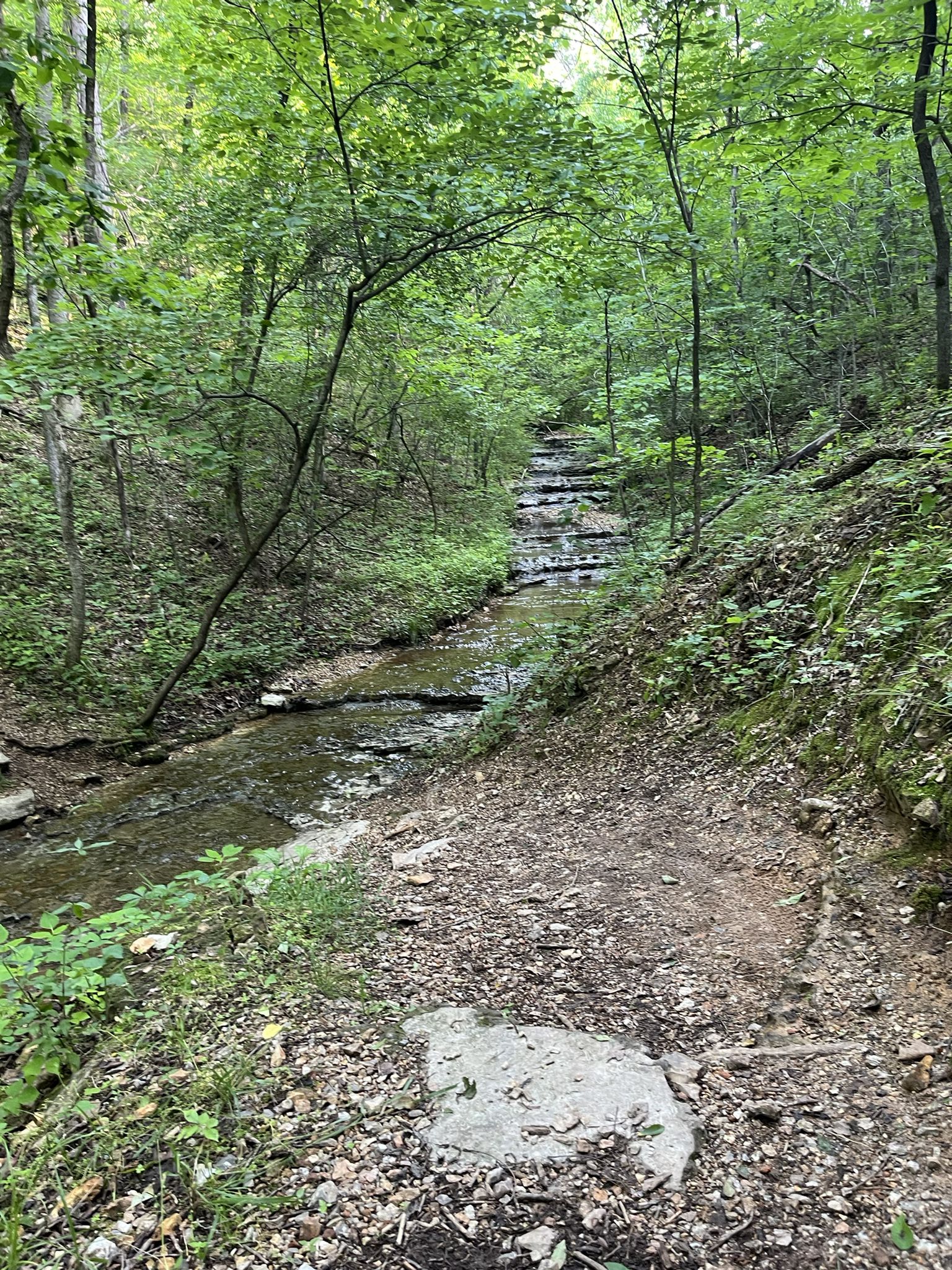 A narrow dirt path follows a rocky stream through a lush green forest. - SBAT Trail