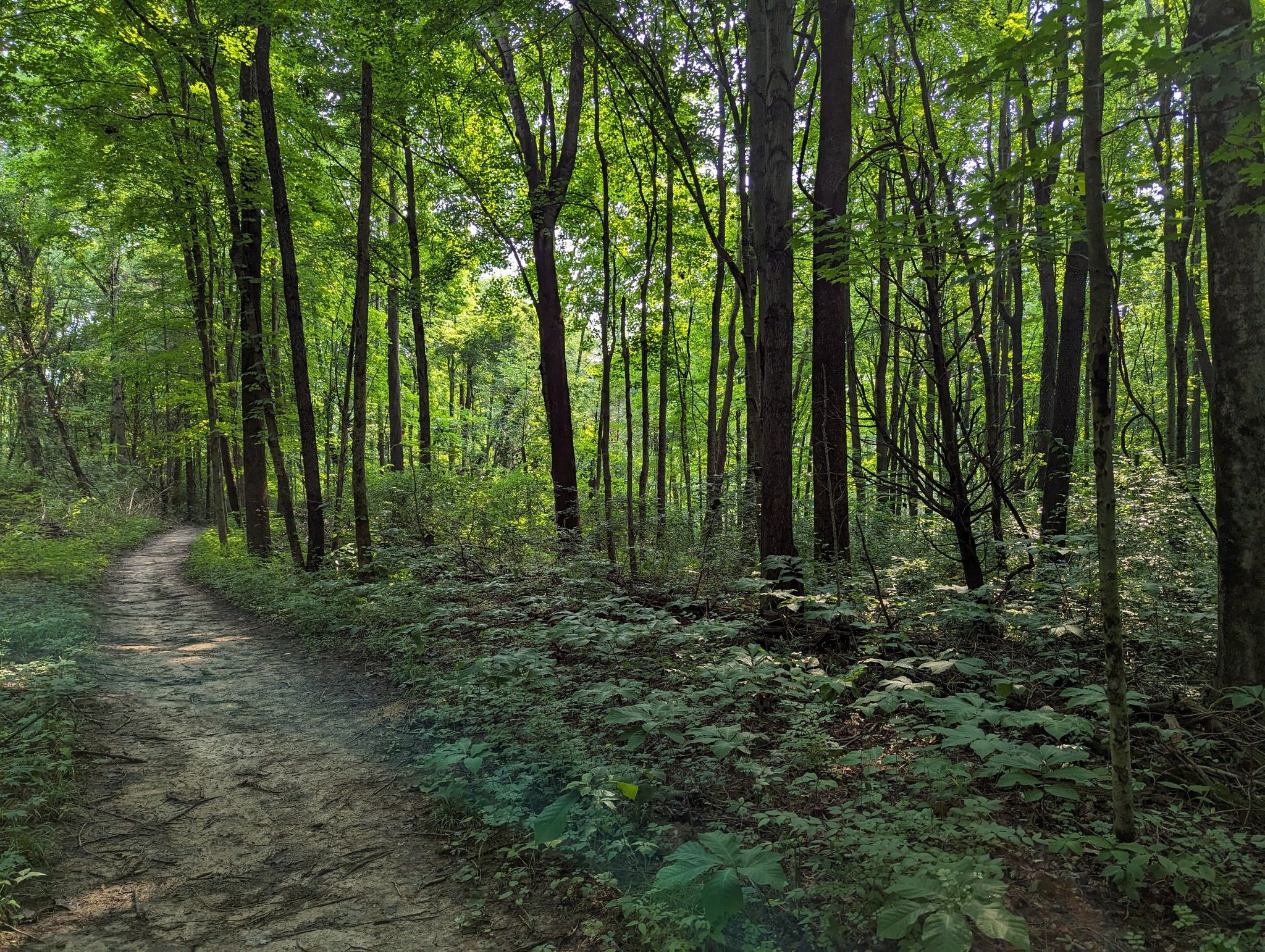Winding dirt path through a dense, sun-dappled green forest. - Perimeter Trail