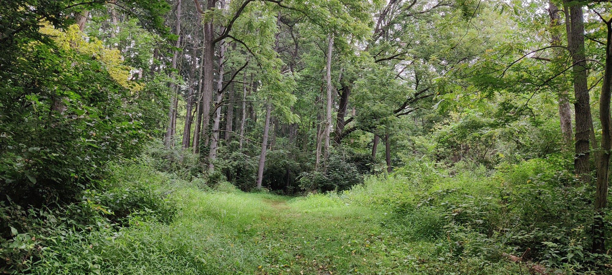 Overgrown grassy path leading into a dense, lush green forest. - Coplay Creek loop from Ironton