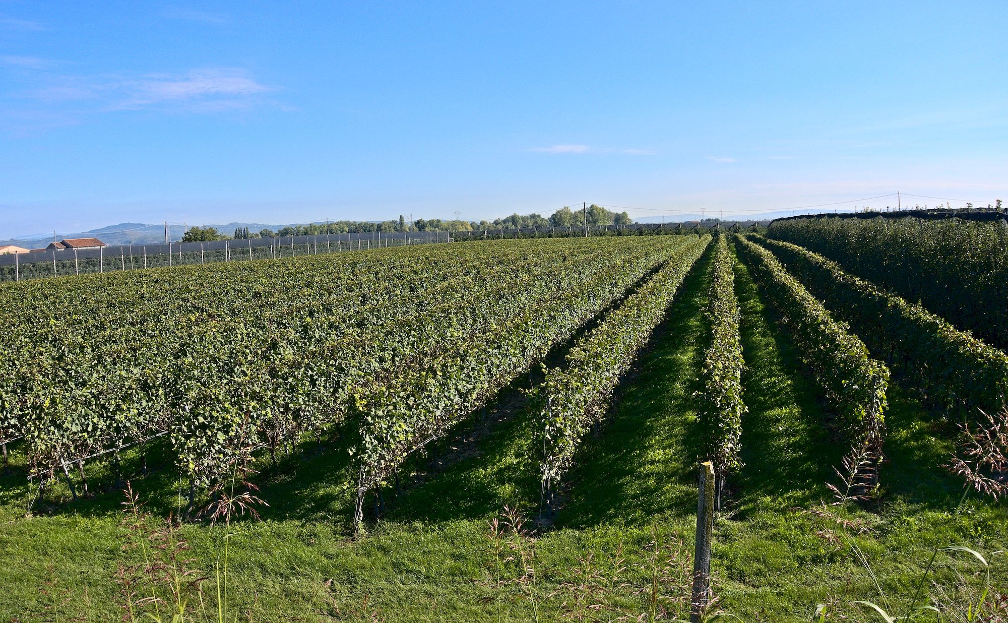 Fahrt durch Obst- und Weinplantagen