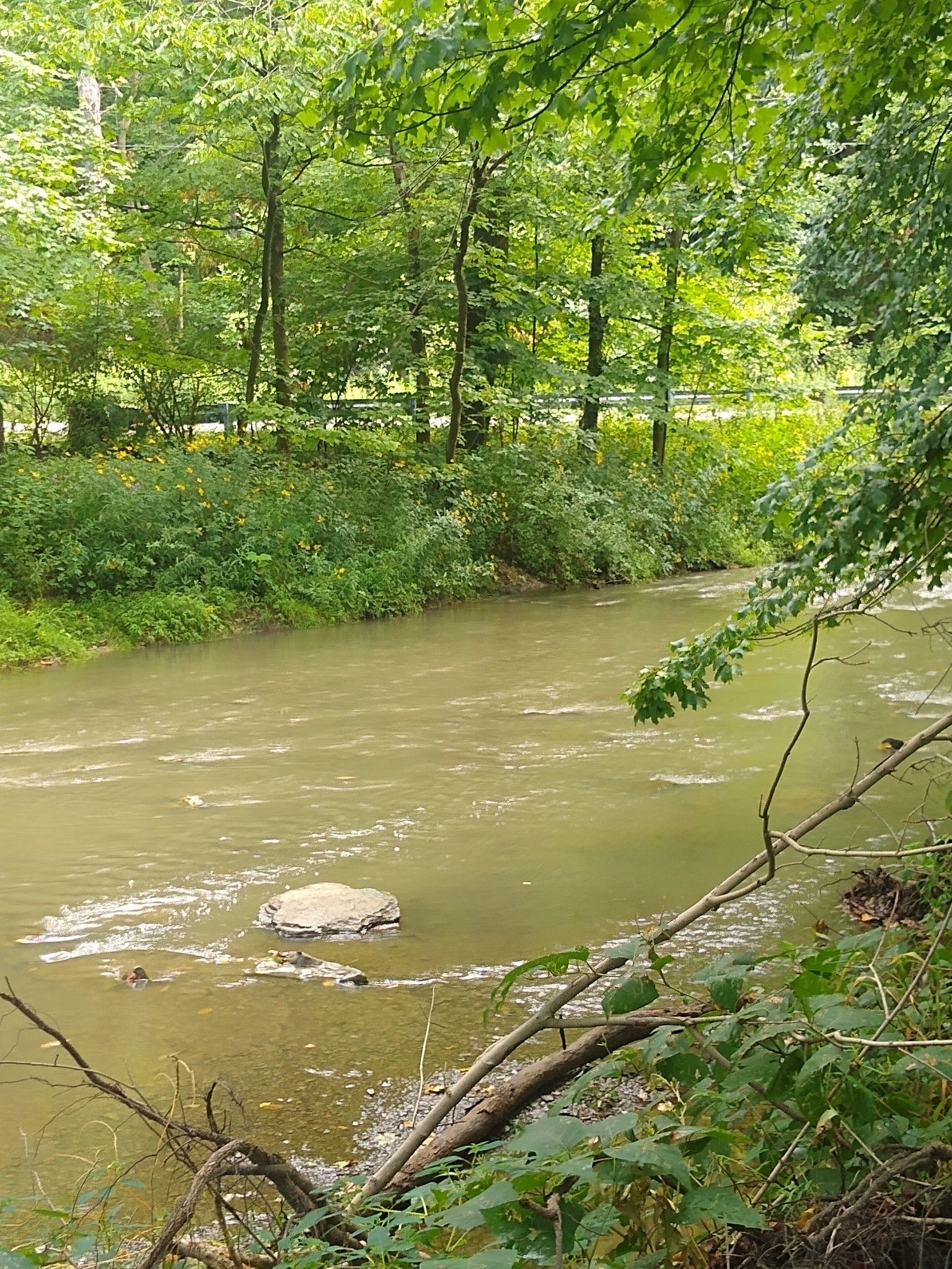 A wide, muddy river flowing through a dense green forest. - Rachel Carson Trail: Gibsonia Road to Springdale