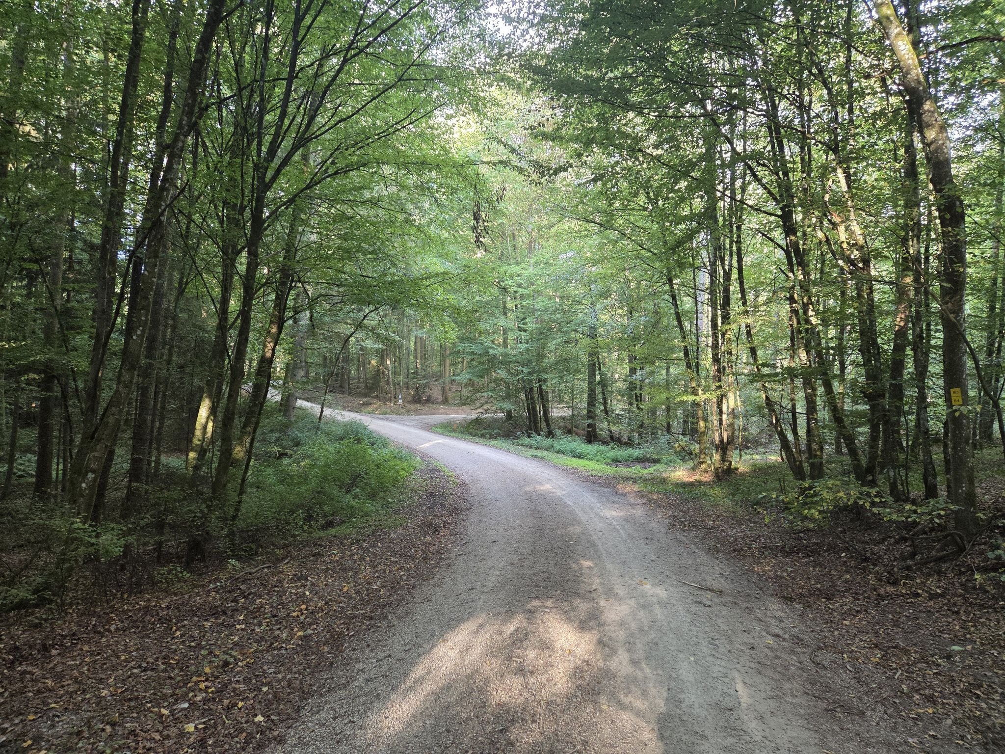Breiter Weg durch den Steigerwald