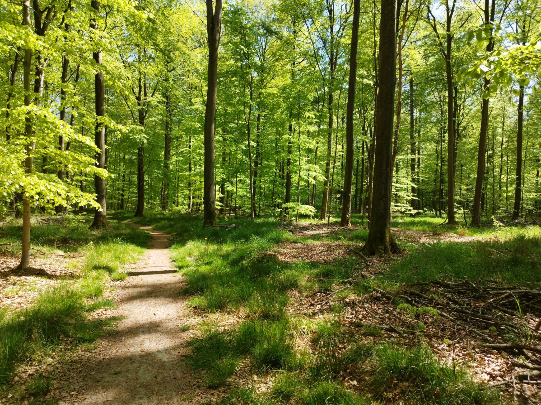 Singletrail