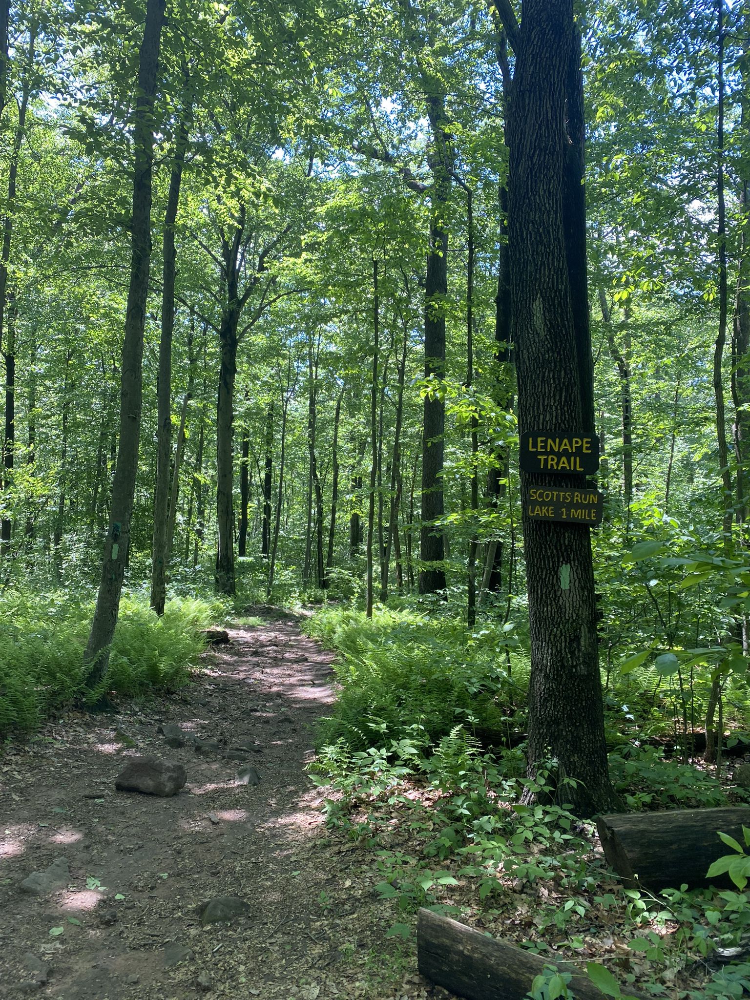 Forest trail with tall green trees and a wooden sign. - Scotts Run Lake – Open meadow (group camp site) loop from Hopewell Tract